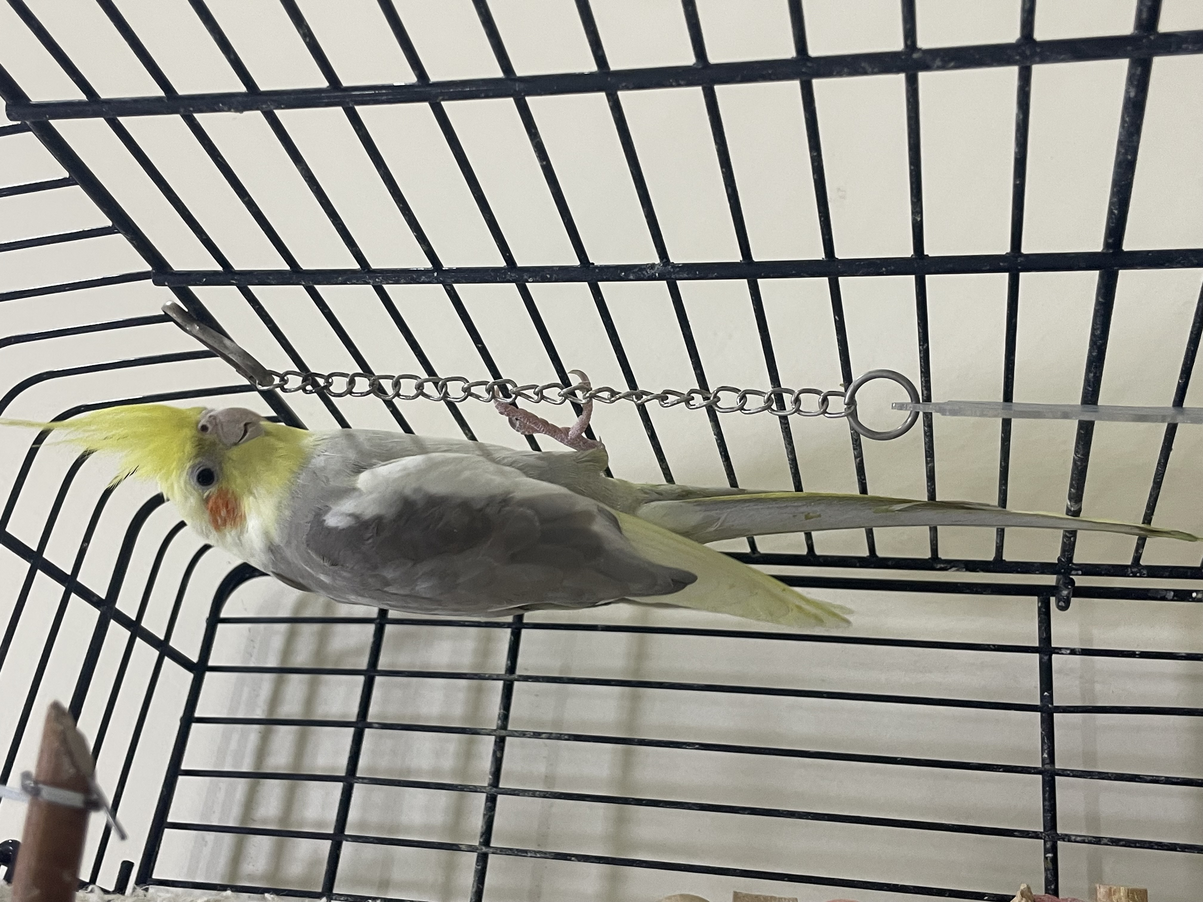 Beautiful and very cute Birds  - Image 3