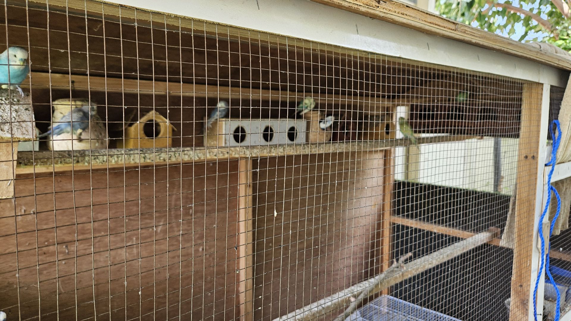 Big wooden cage and Birds for Urgent sale  - Image 6