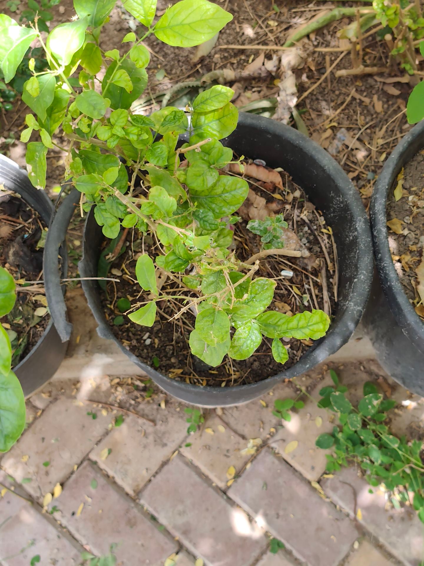 Jasmine plant ☘️ - Image 4