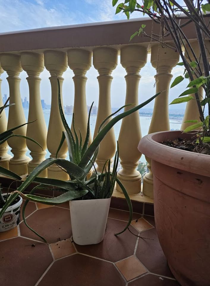 Aloe Vera - Image 3