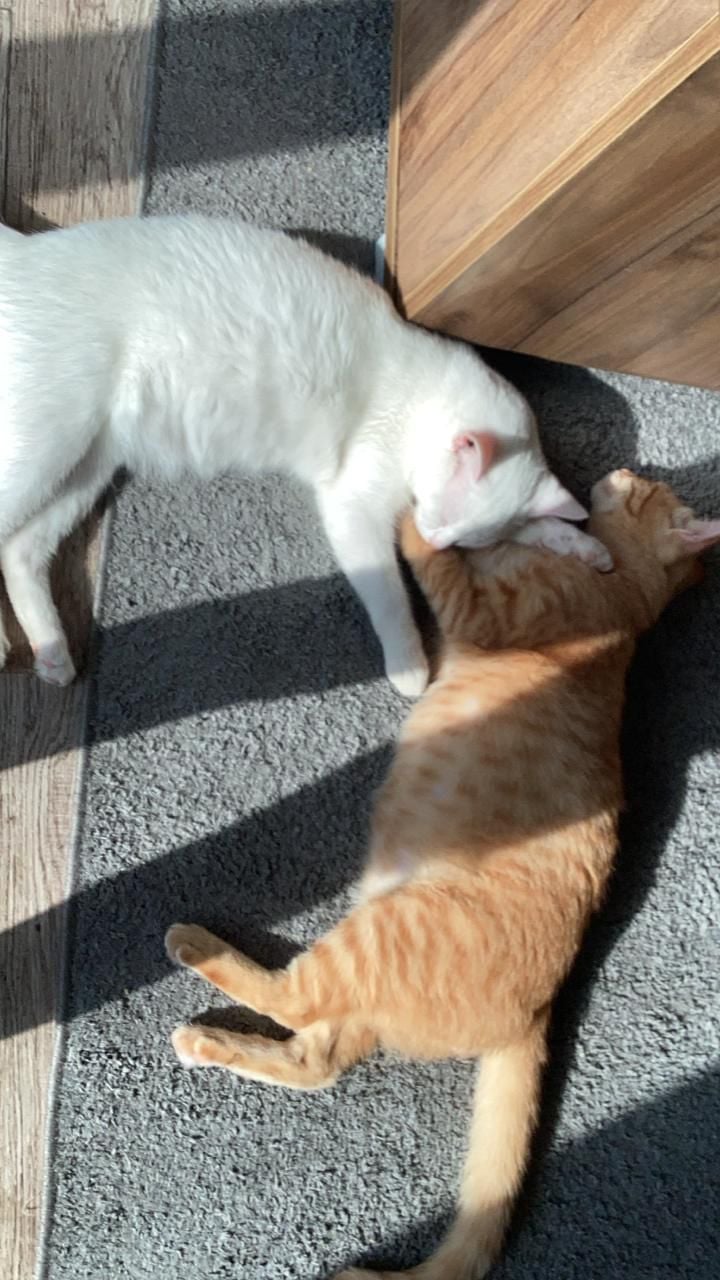 cat adaptation - Image 3