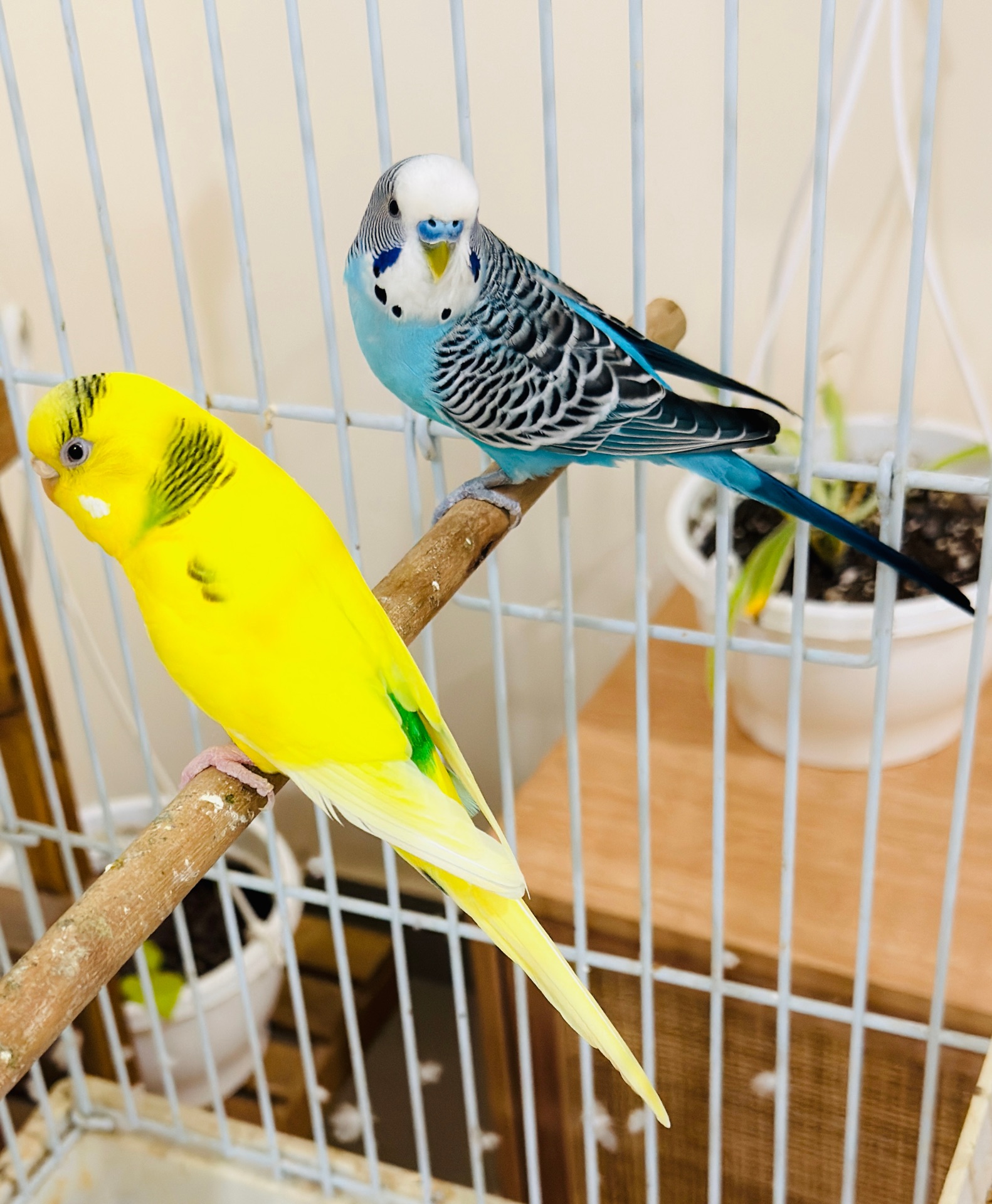 Two active budgies male and female  - Image 2