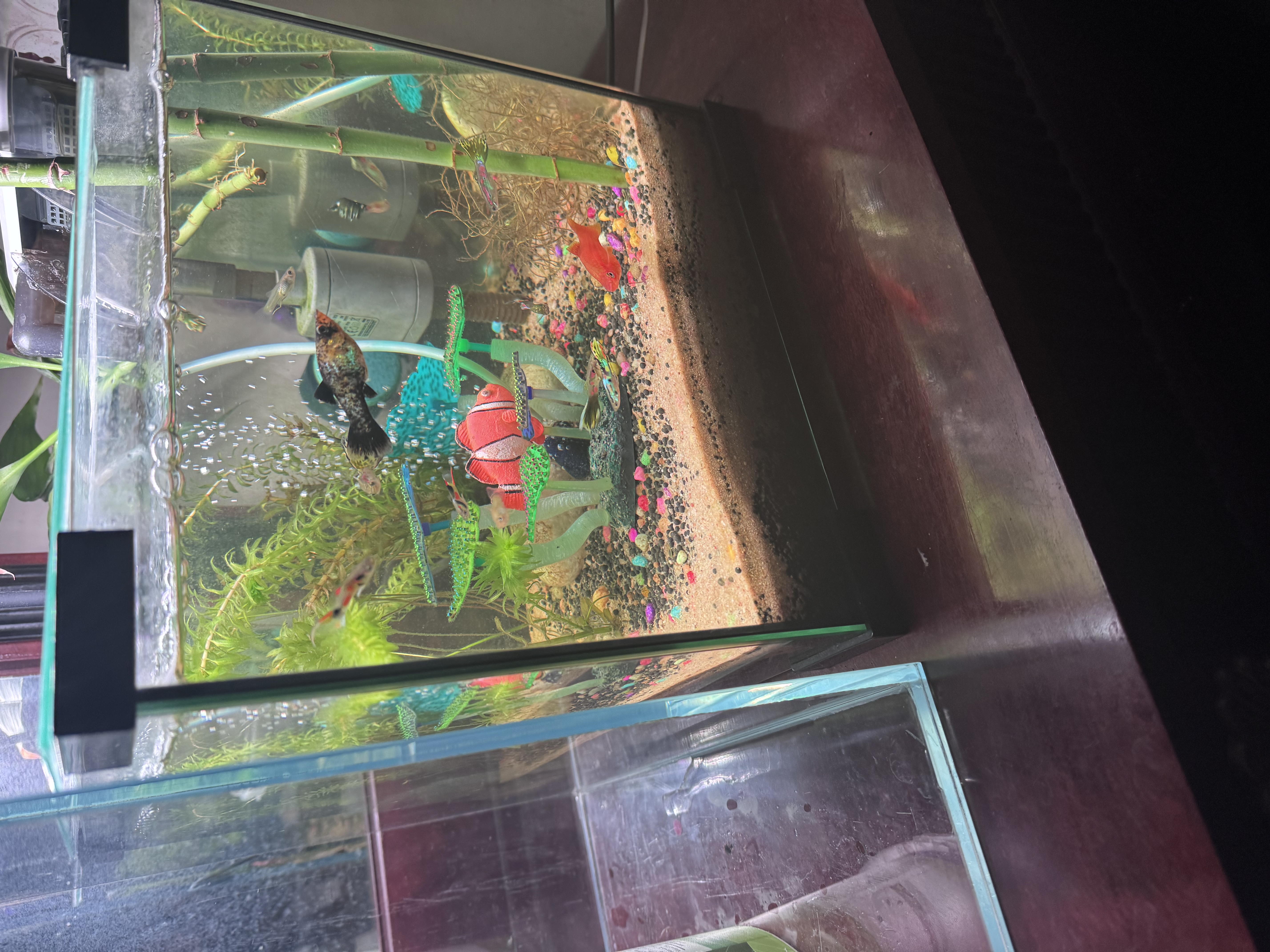 Clear glass fish tank - Image 1