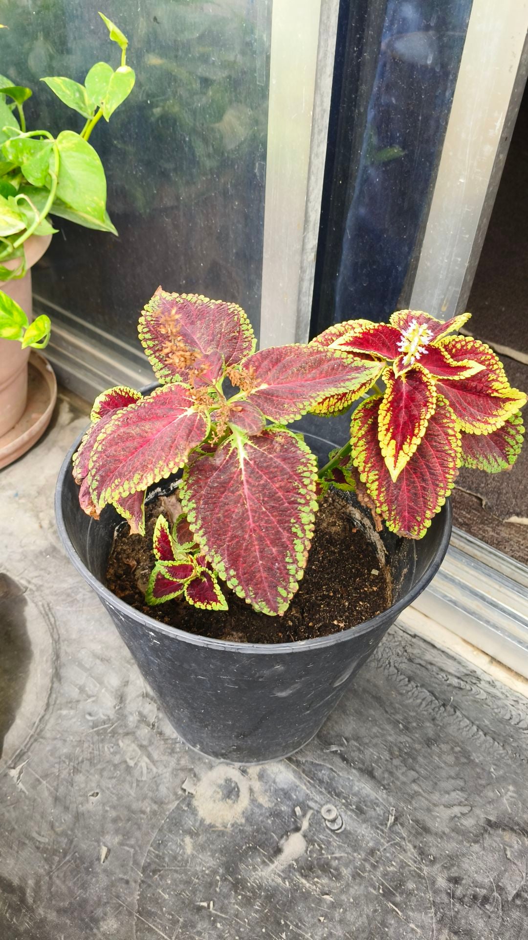 Home decor plant - Image 1