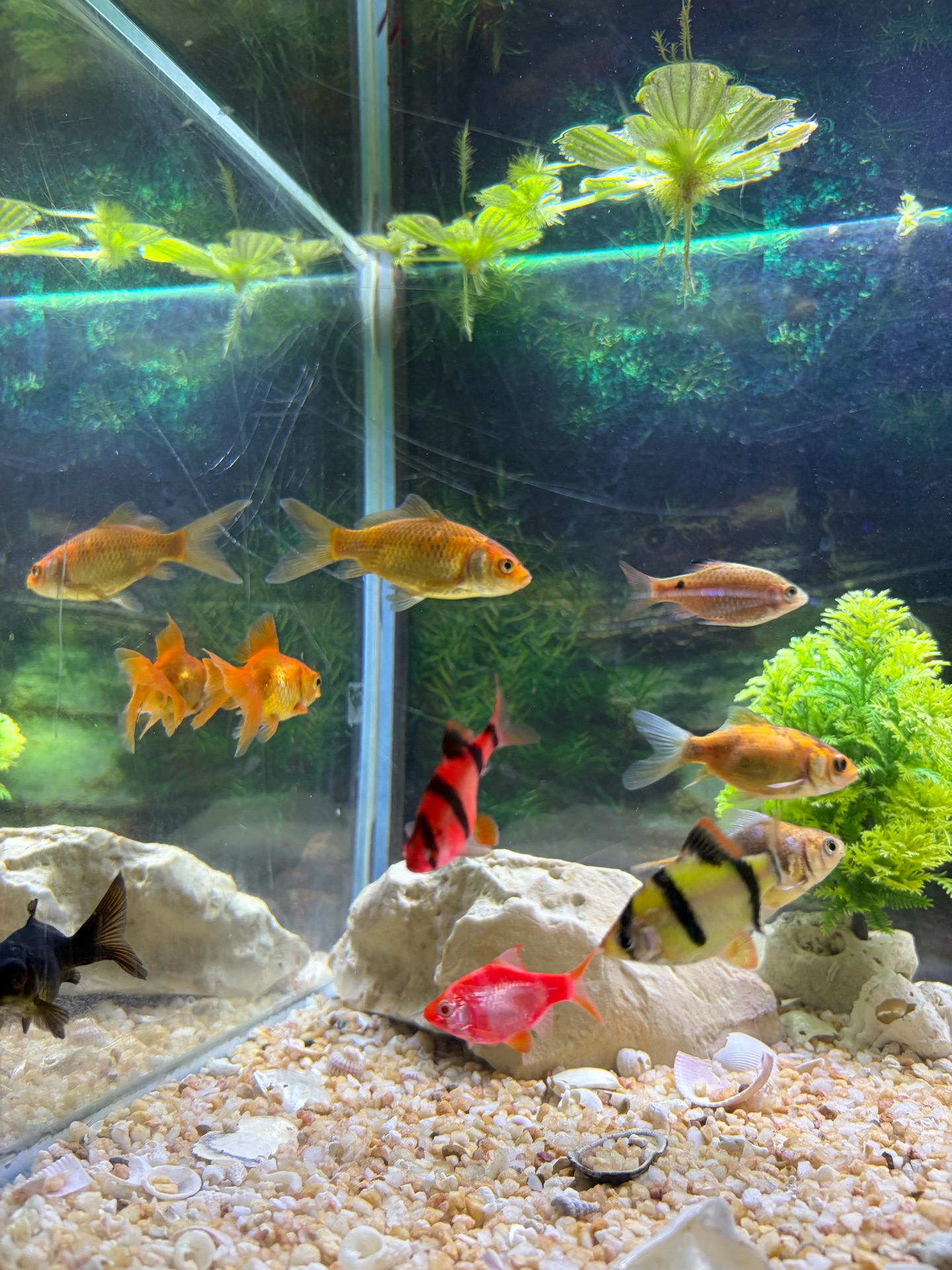 Colored fish for sale – total 13 fish available. - Image 2
