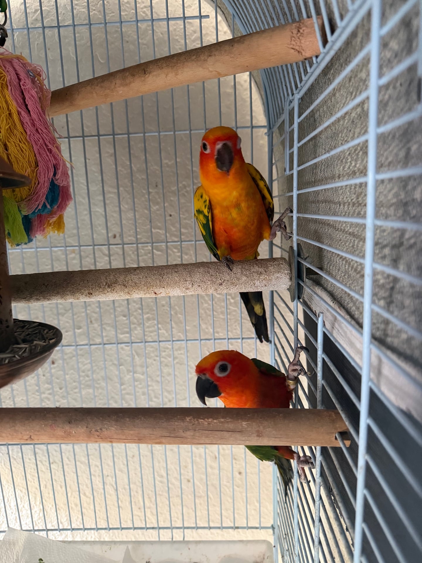 Pair of Sun Conure Male Birds - Image 3