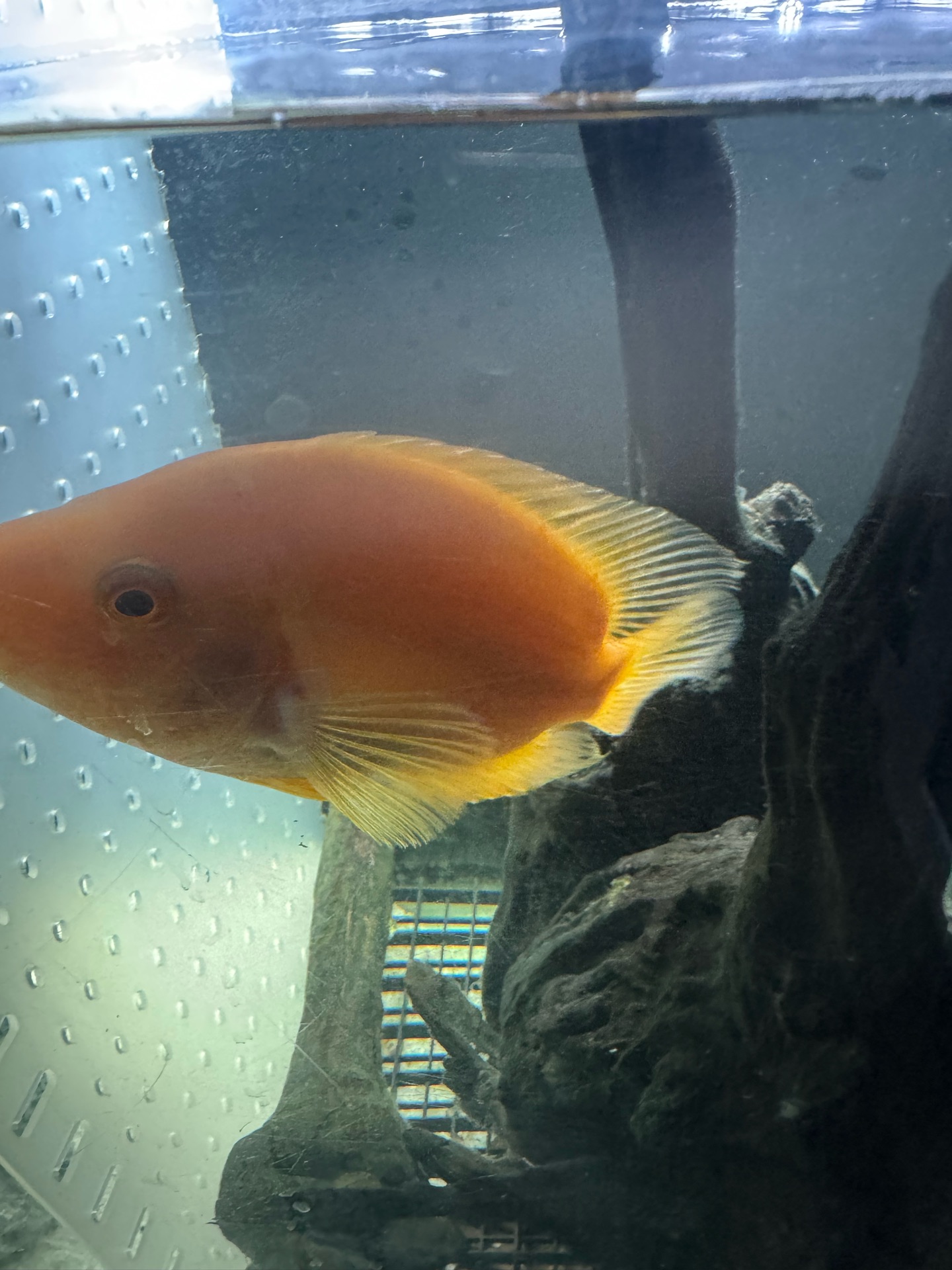 Red devil Fish - Image 2