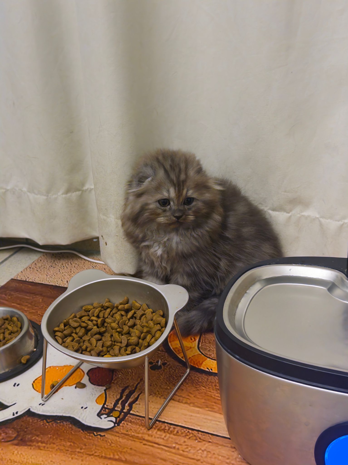 Scottish Fold Female  - Image 6