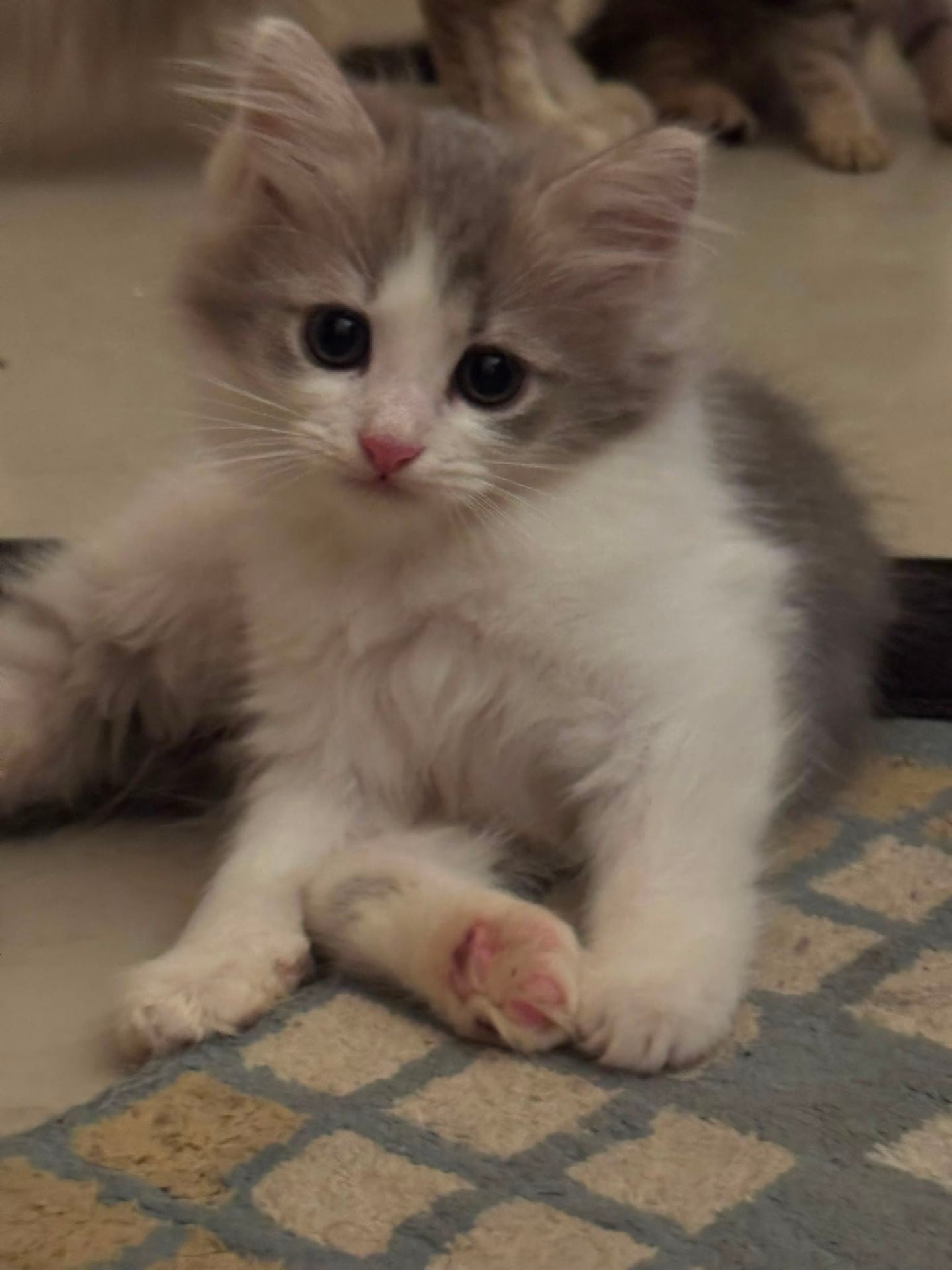 2 months old Siberian kittens for sale - Image 8