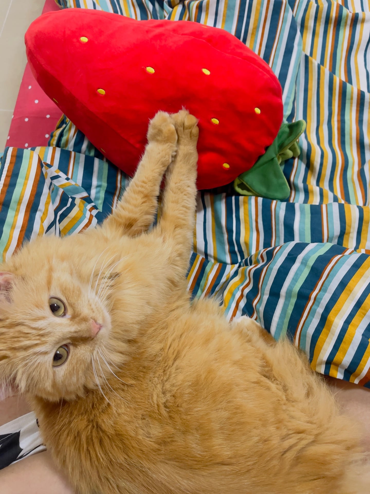 2year old Female cat - Image 1