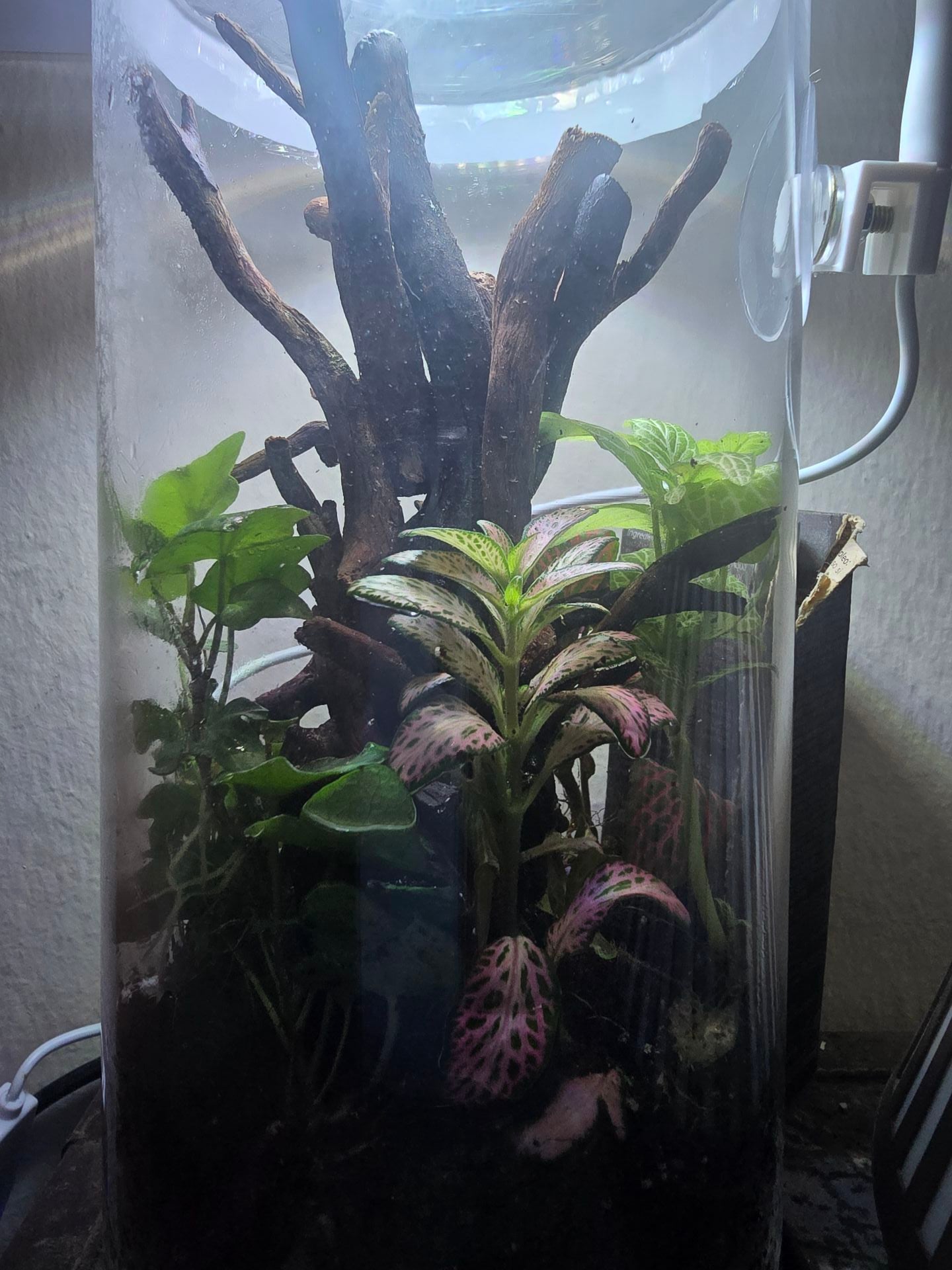 Terrarium  - Image 2