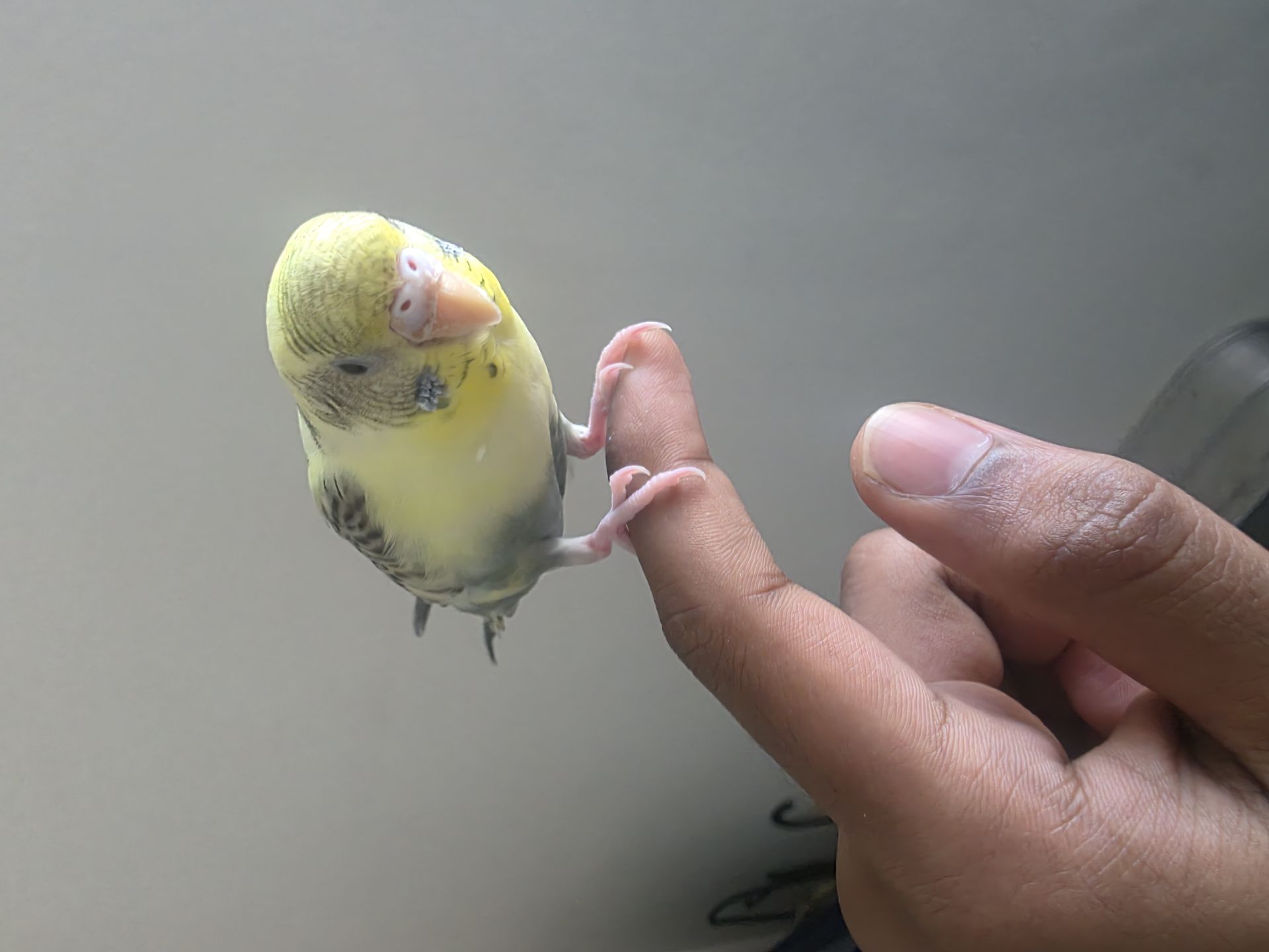 Male and female Love birds available for sale - Image 6
