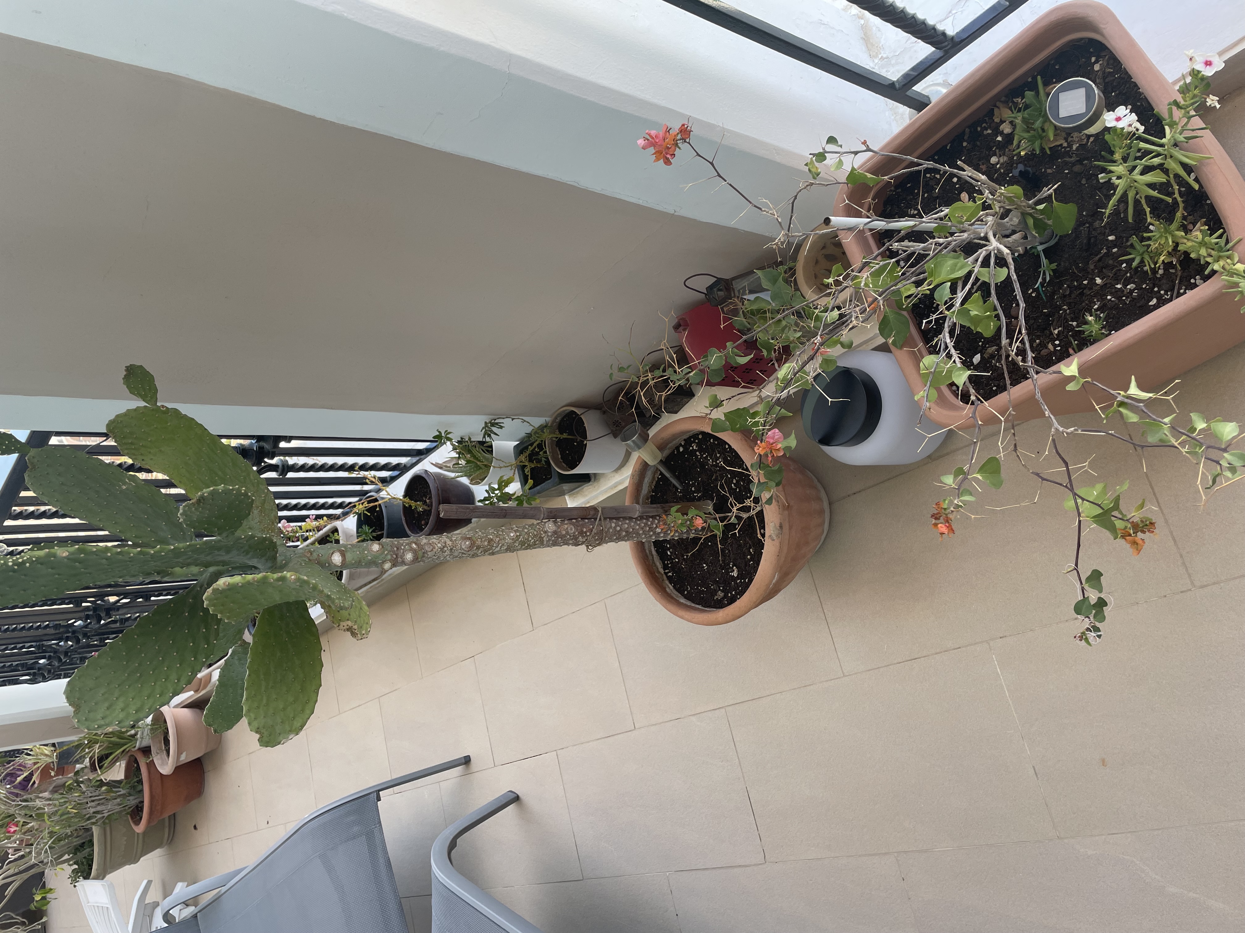  Plants for sale – large collection, all sizes - Image 6