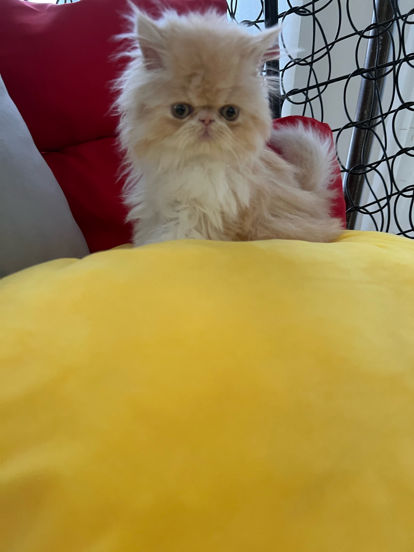 Cute Persian kitten - Image 2
