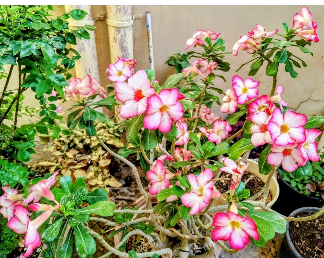 plants - Image 5