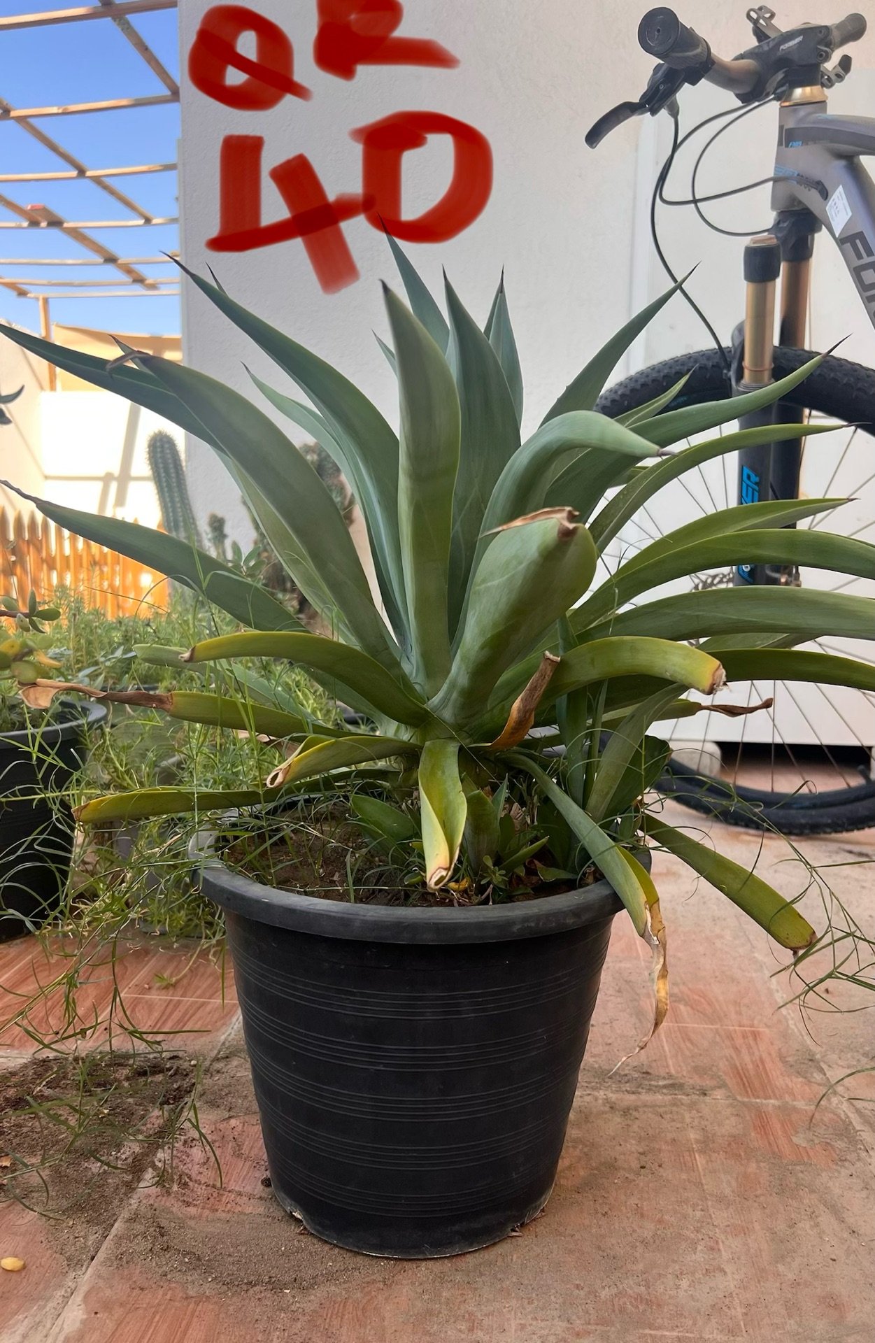 Cactus and other plants - Image 6