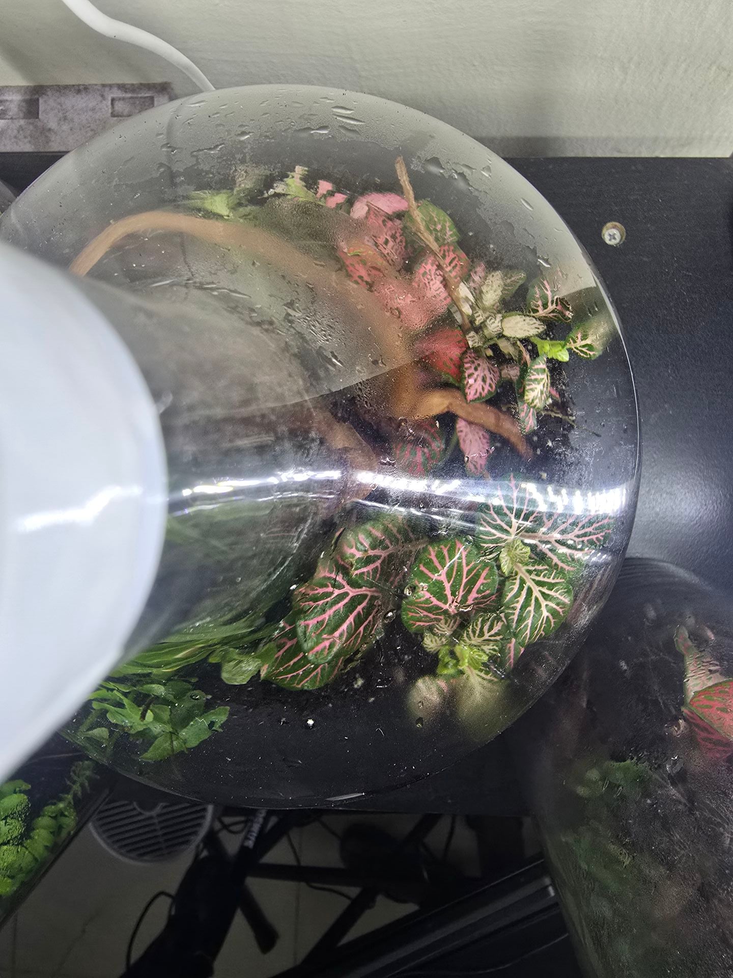 Terrarium plants - Image 2