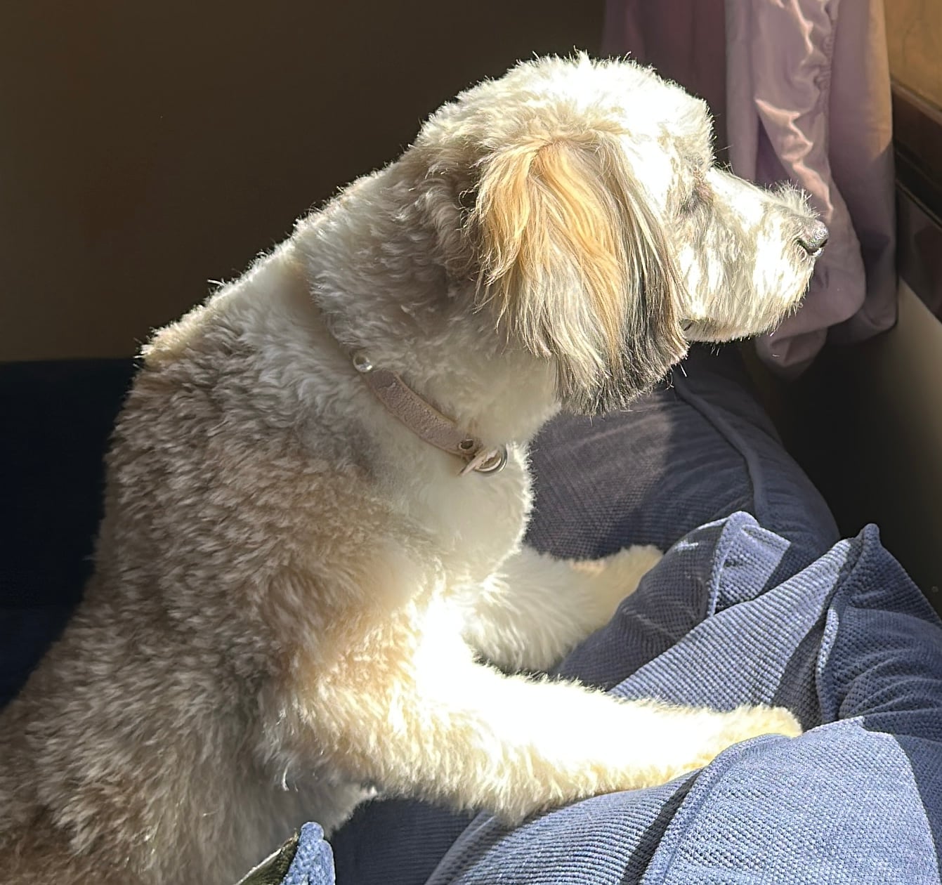 Dog for sale  - Image 2