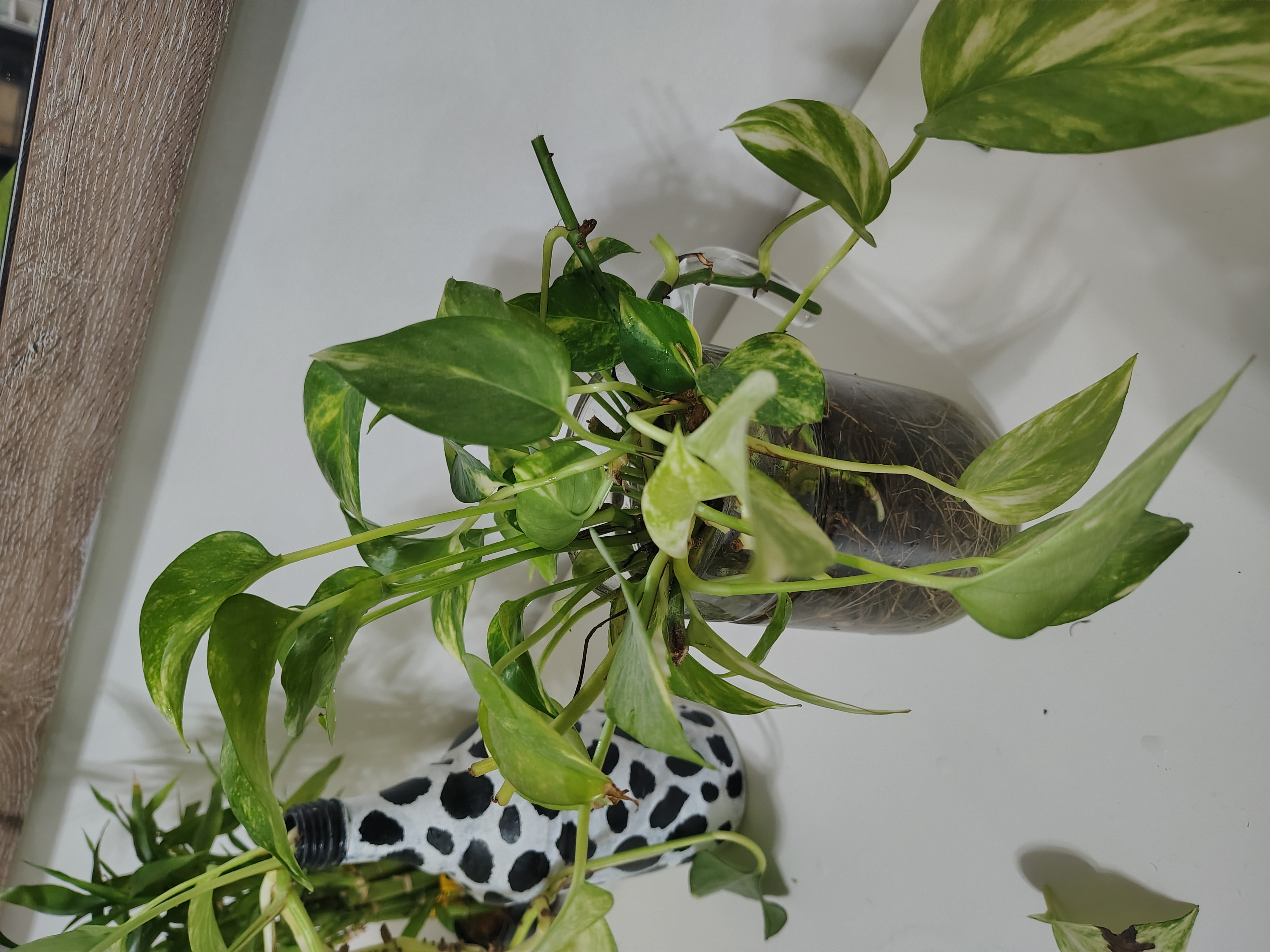 Money plants for sale - Image 7