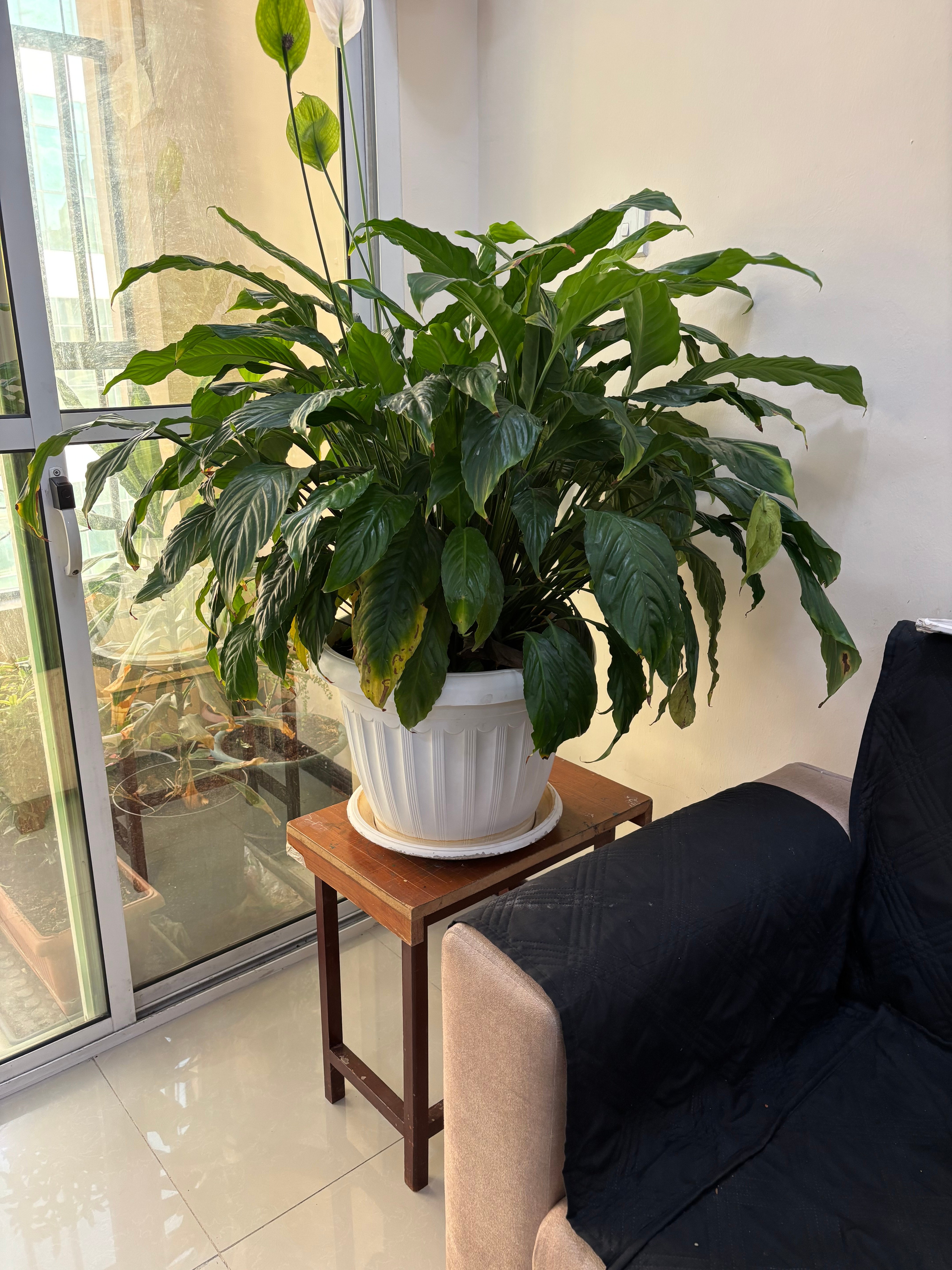 Indoor Plants  - Image 2