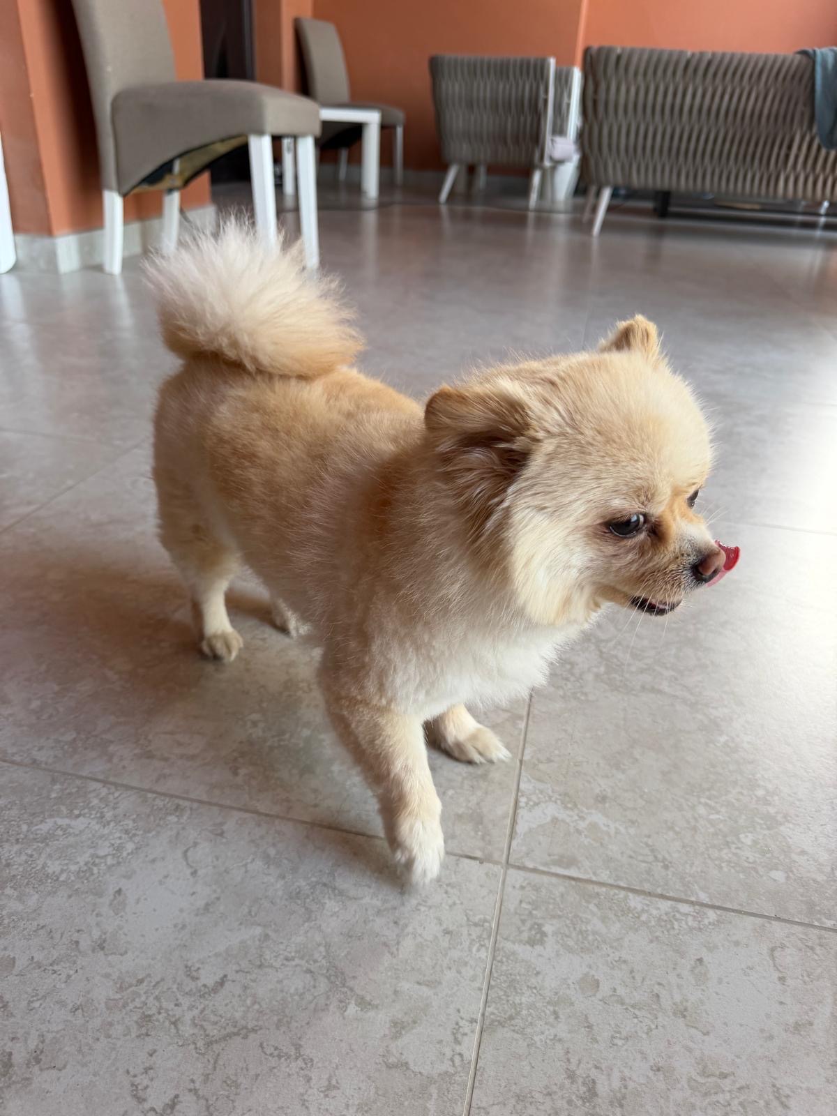 Pure Pomeranian Puppy 🐾 - Image 3