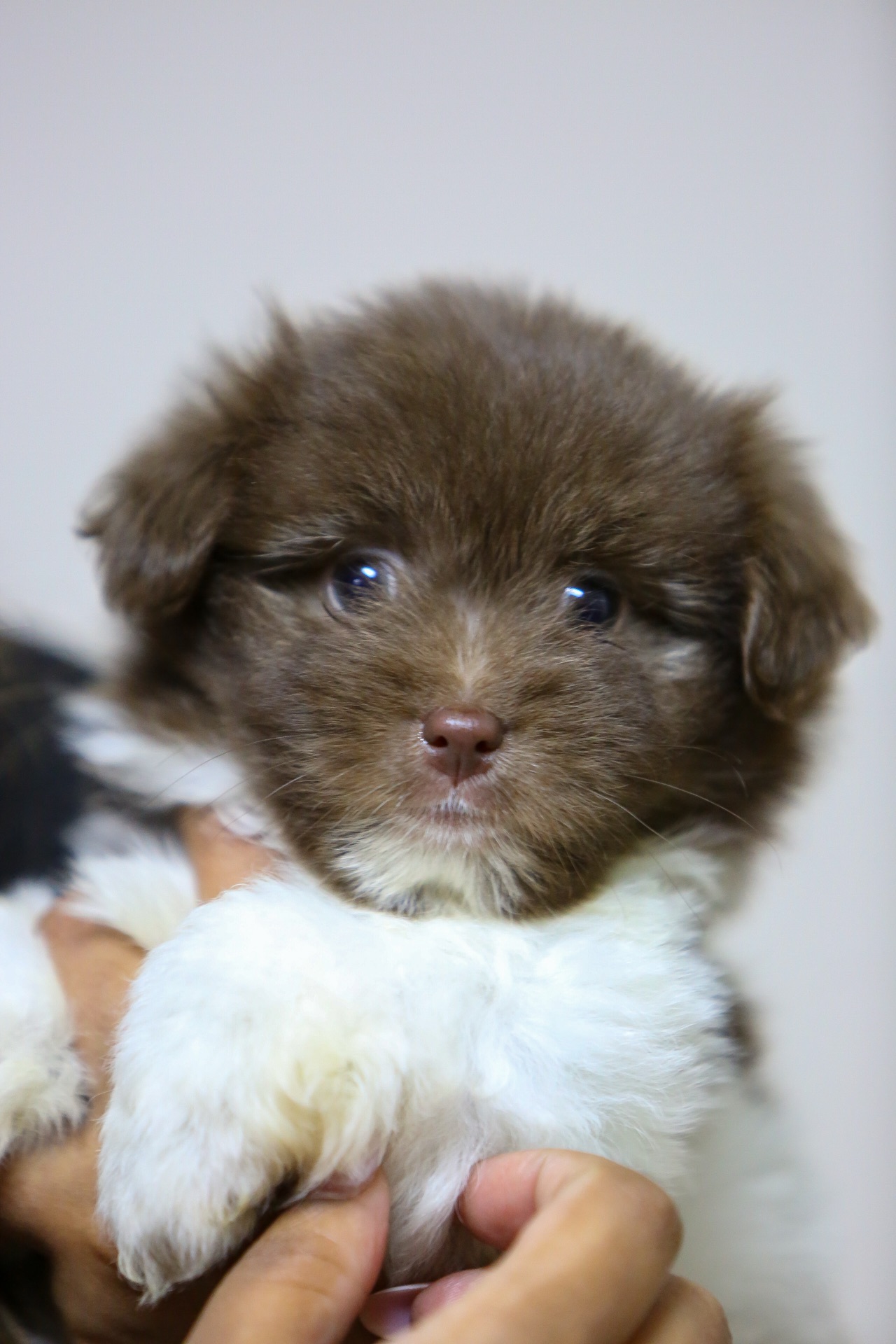 Maltese 2 months old - Image 1