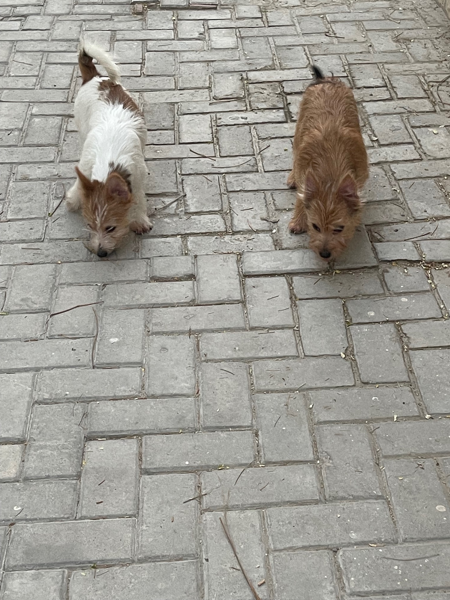 5  month old Puppies - Image 9
