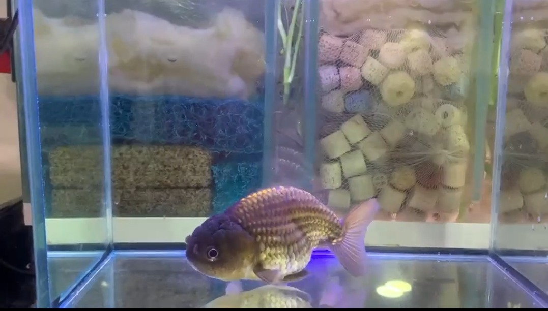 Ranchu and oranda - Image 2