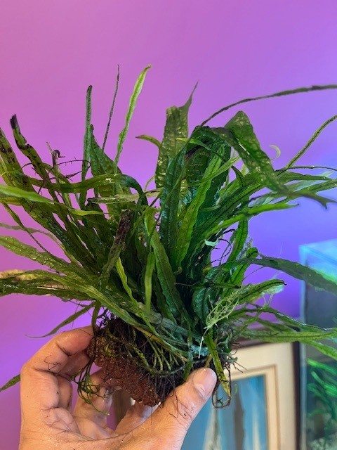 Aquarium Plants - Image 2