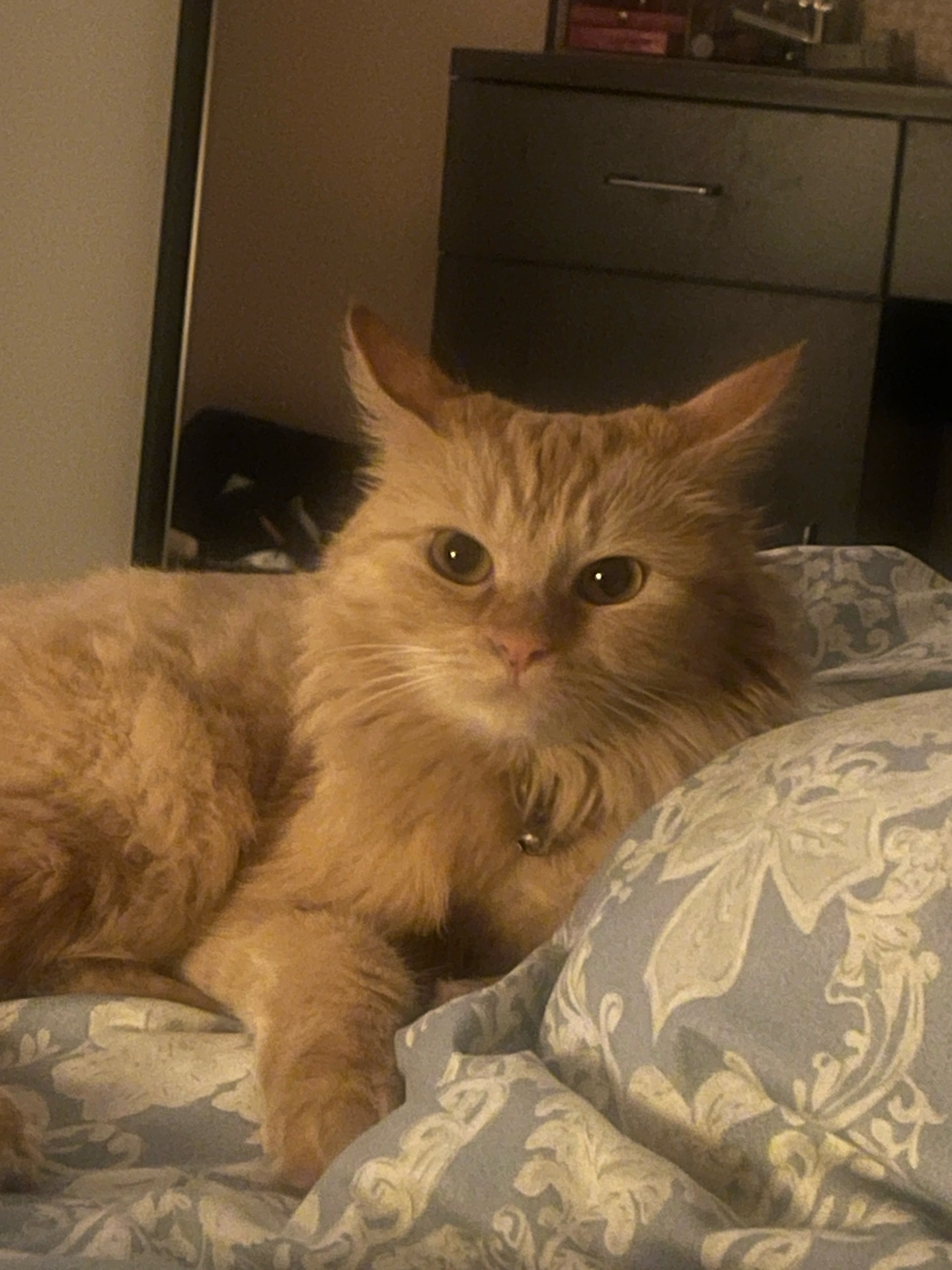 2year old Female cat - Image 4