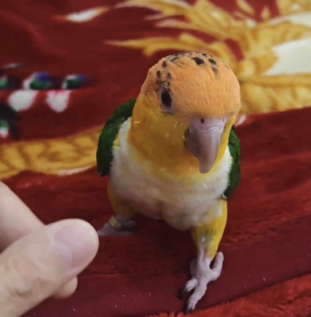 ببغاء كايك  Caique - Image 3