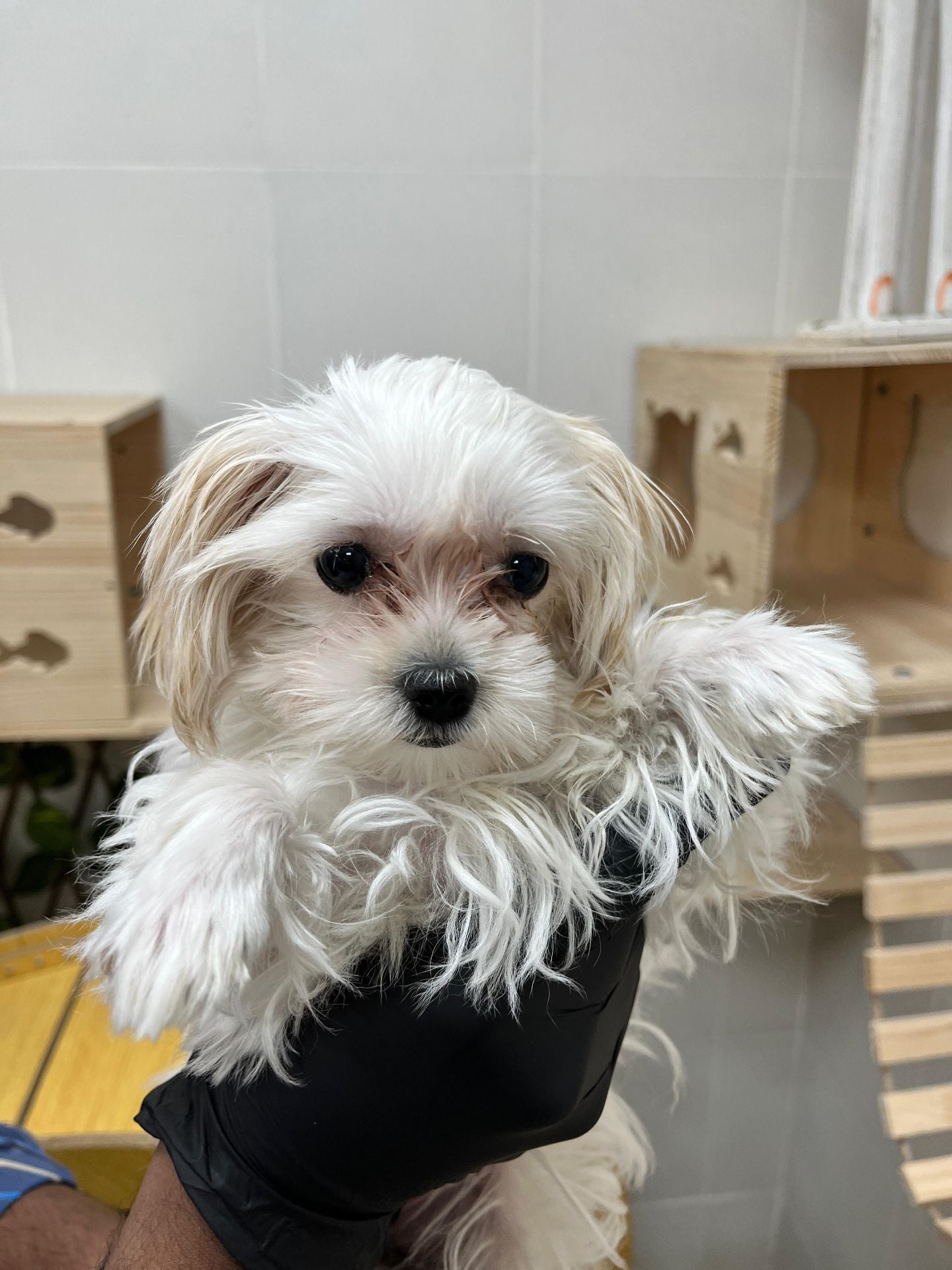 Maltipoo mix chiuhaha puppy  - Image 4