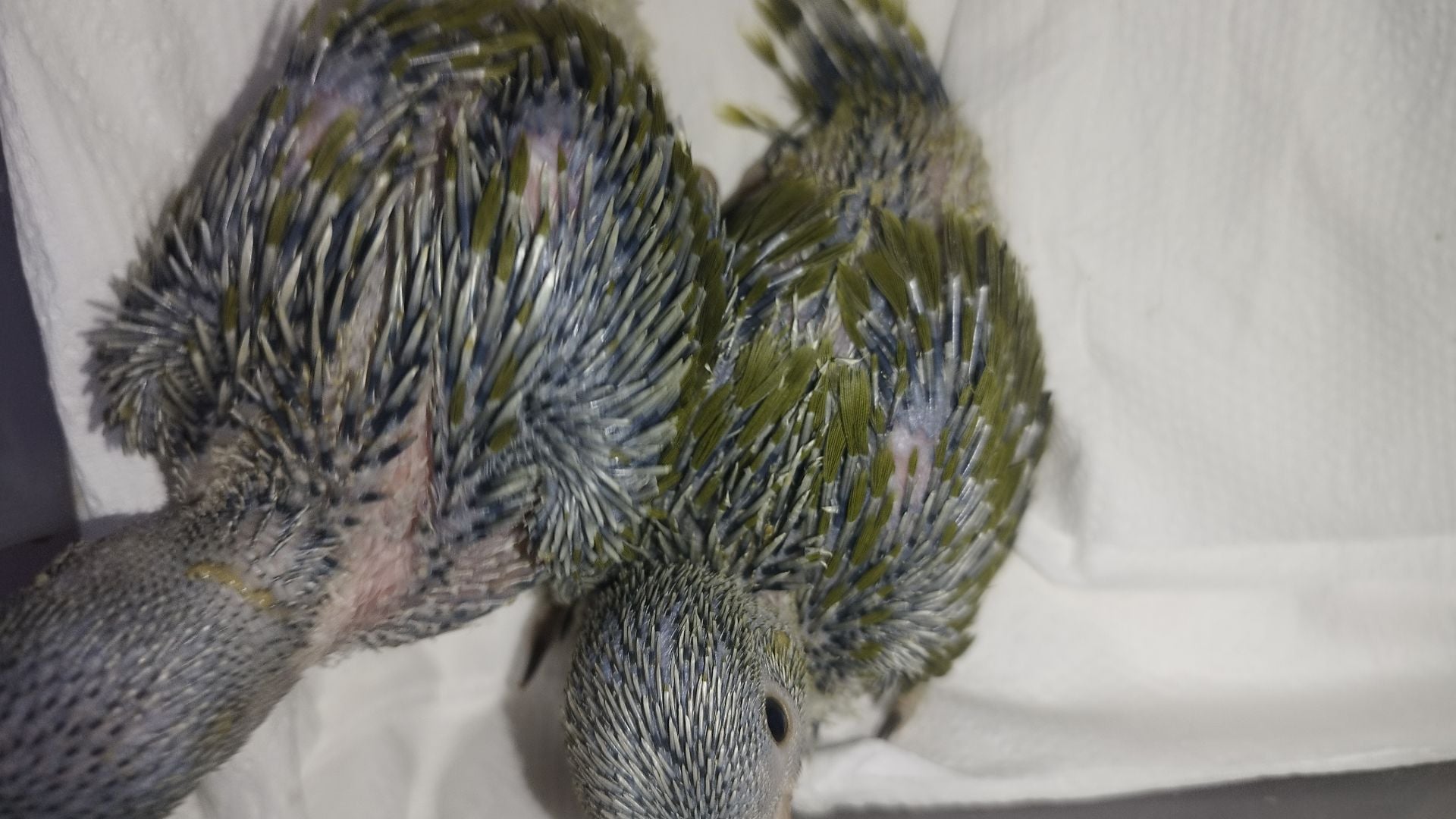 I. R. N. PARROT OLIVE  BABY'S  - Image 4