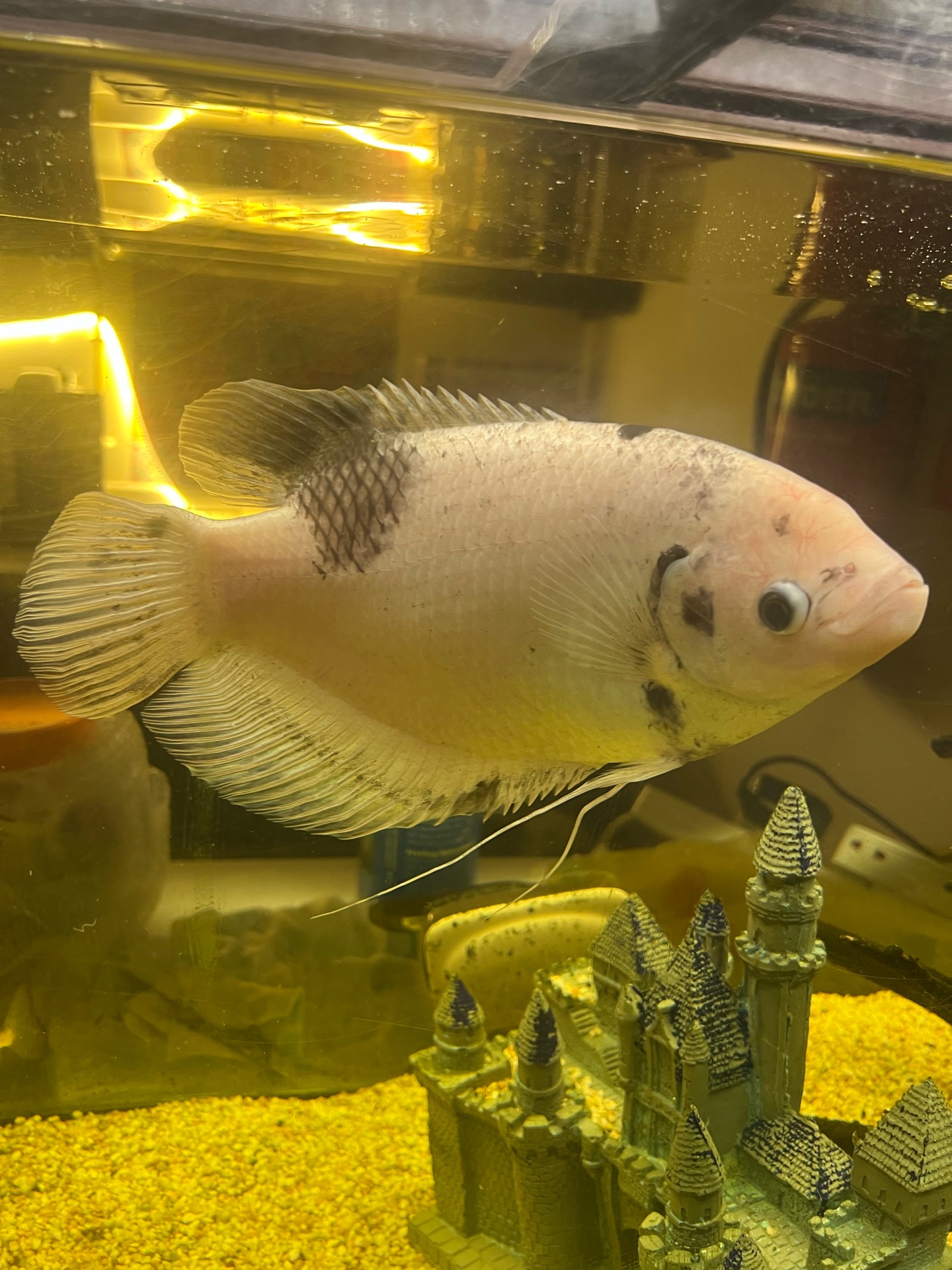 Giant Gourami albino - Image 1