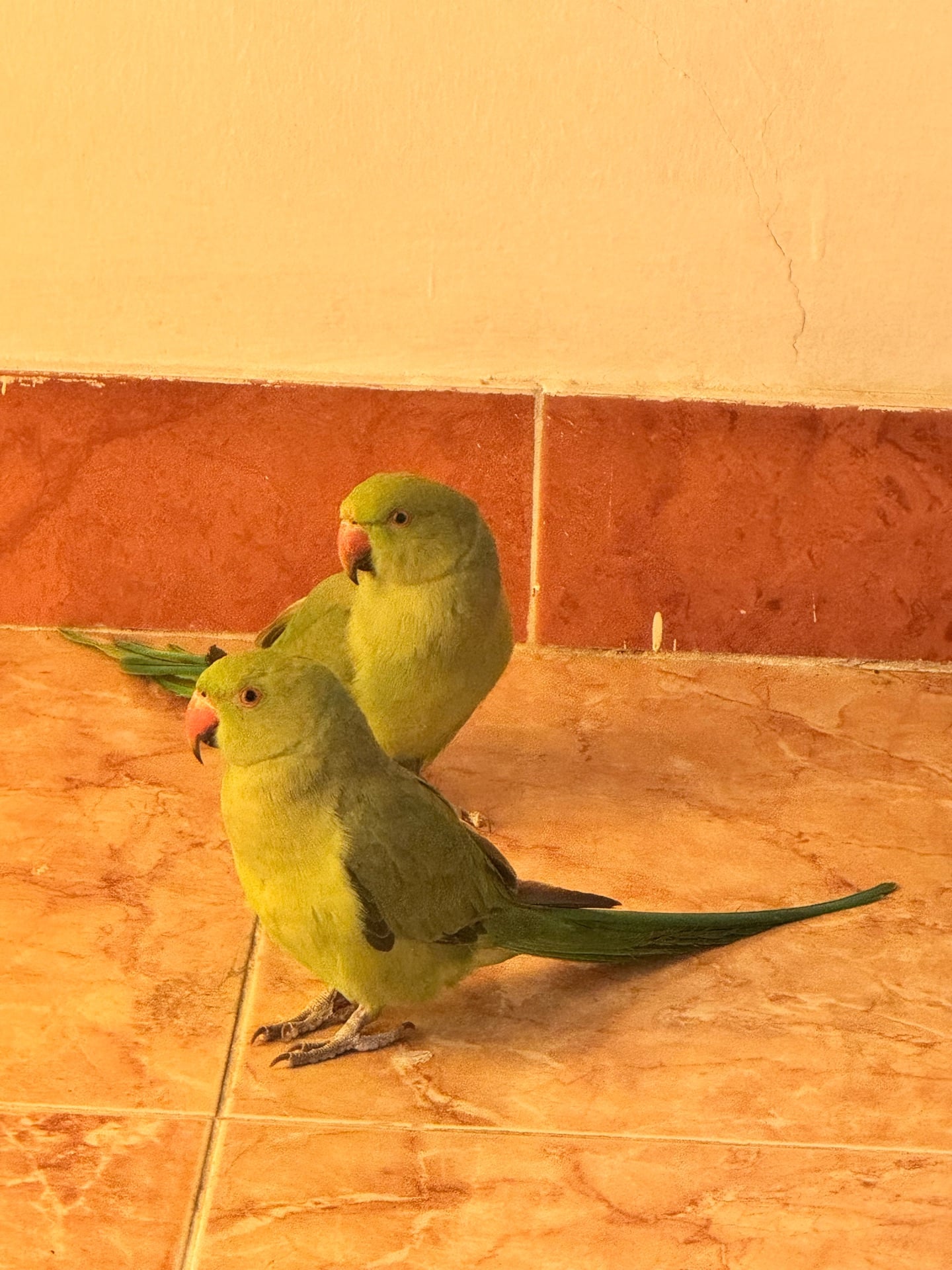Green parrots pair - Image 4