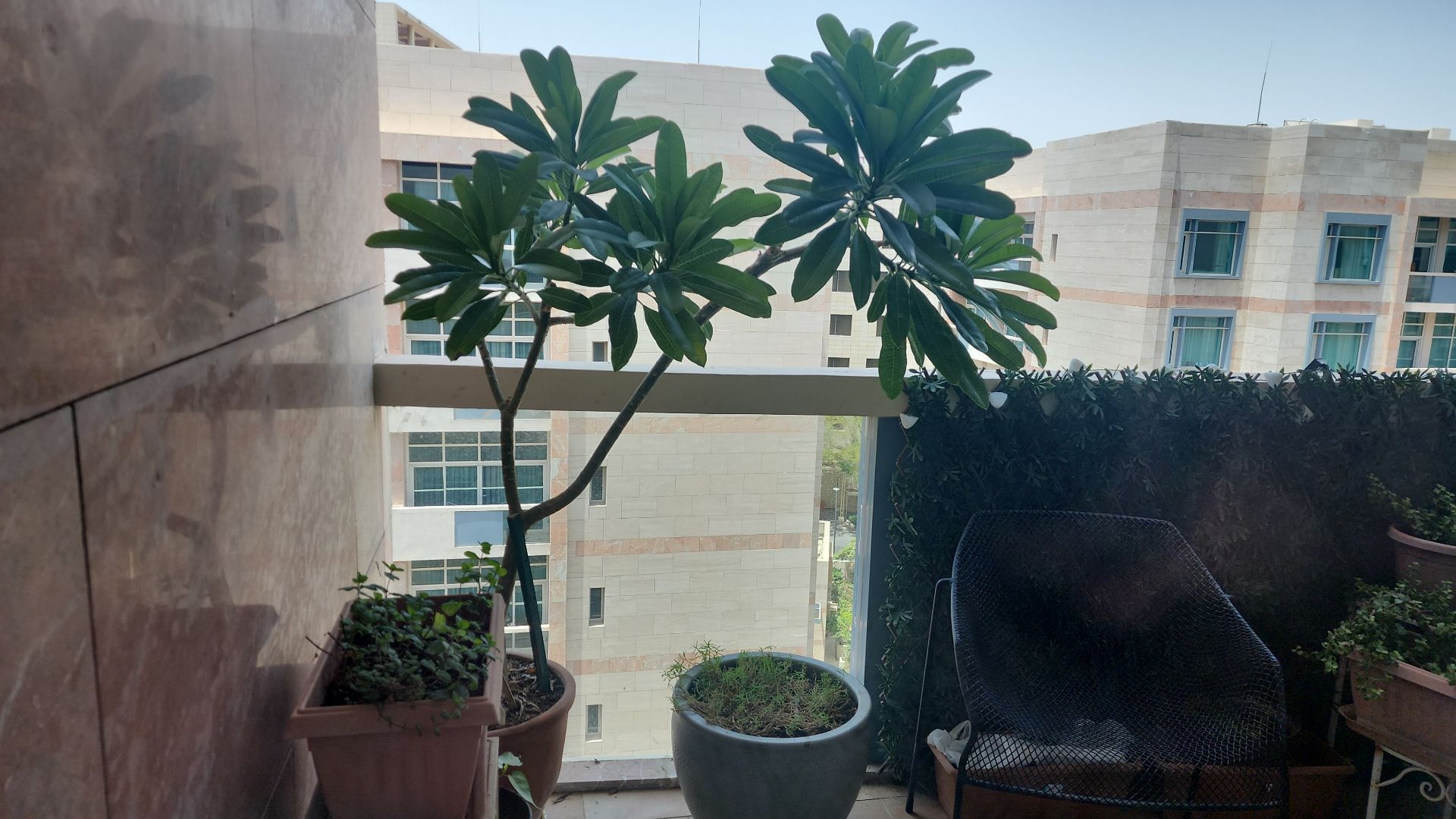 Plants  - Image 6