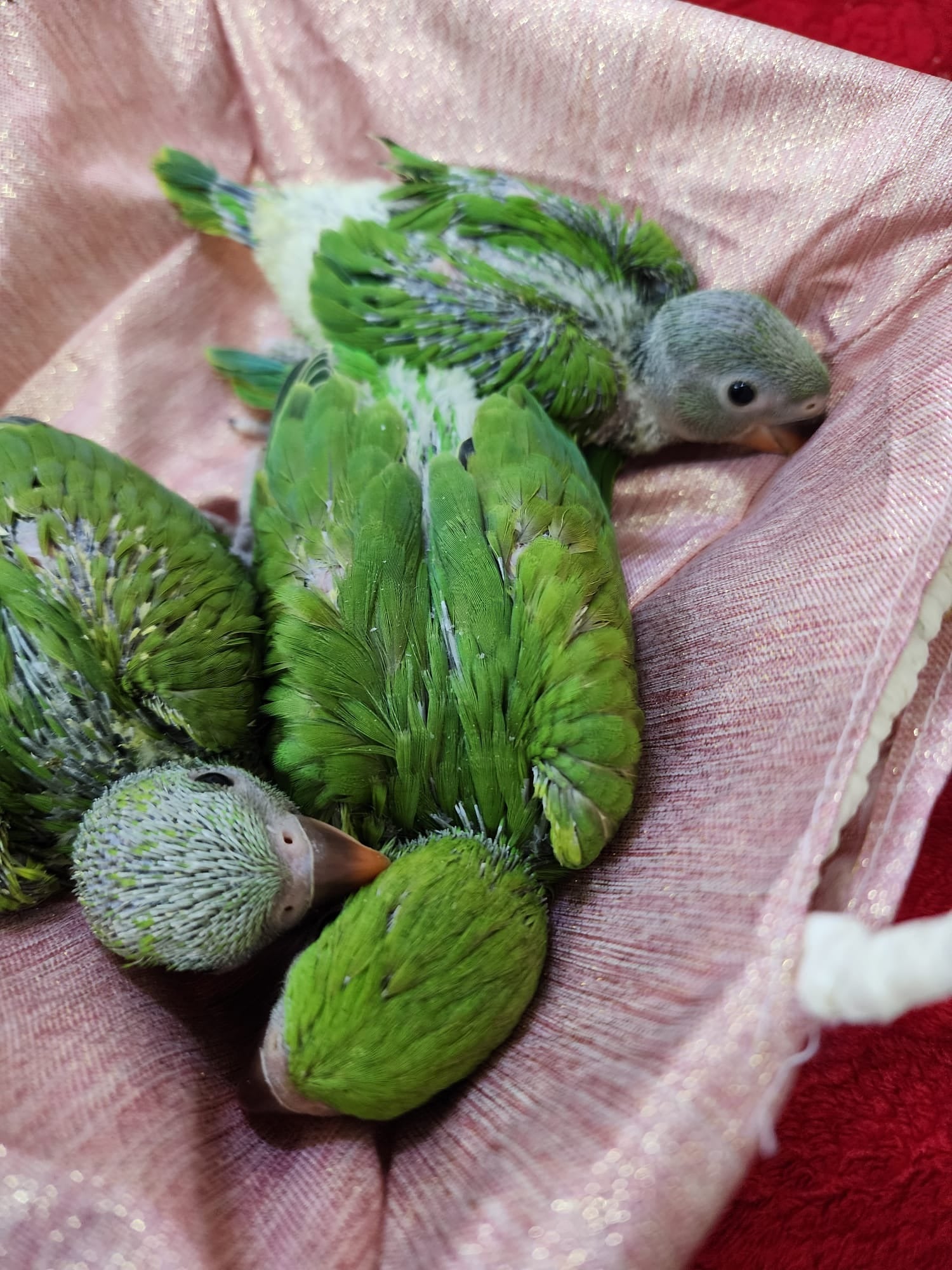Indian Ring net Parrot (Hand feeding Babies) - Image 3