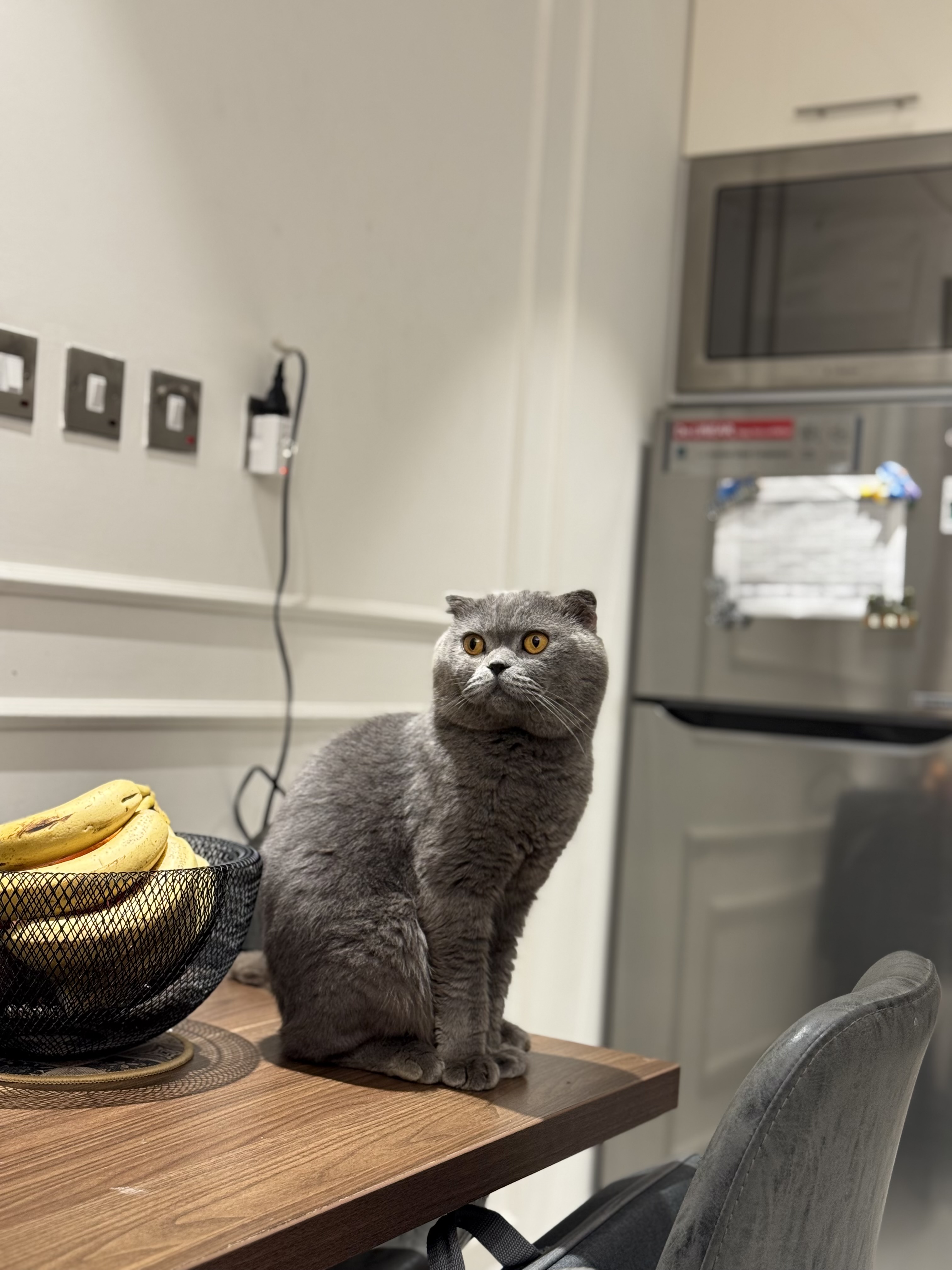 Pure Scotich fold male  - Image 8