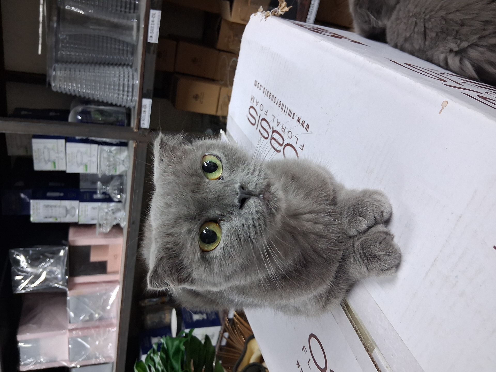 Scottish fold - Image 4