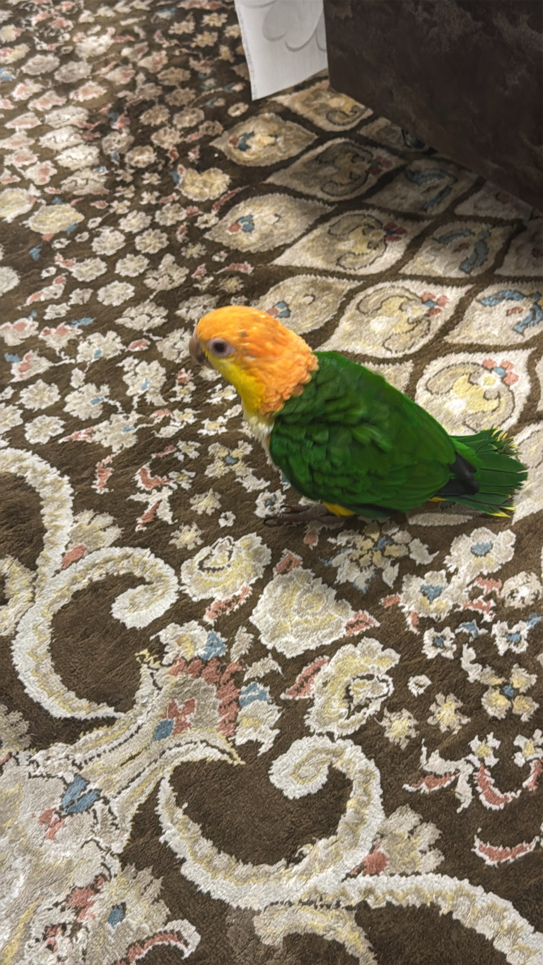 Caique كايك - Image 1