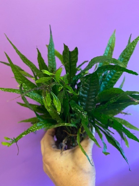 Aquarium Plants - Image 1