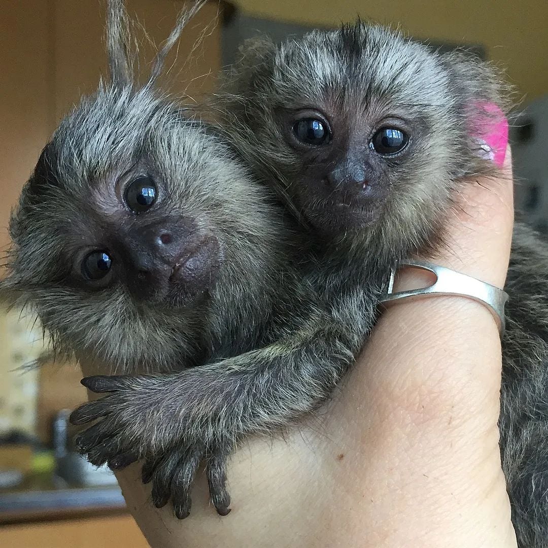  Marmoset Monkeys - Image 4