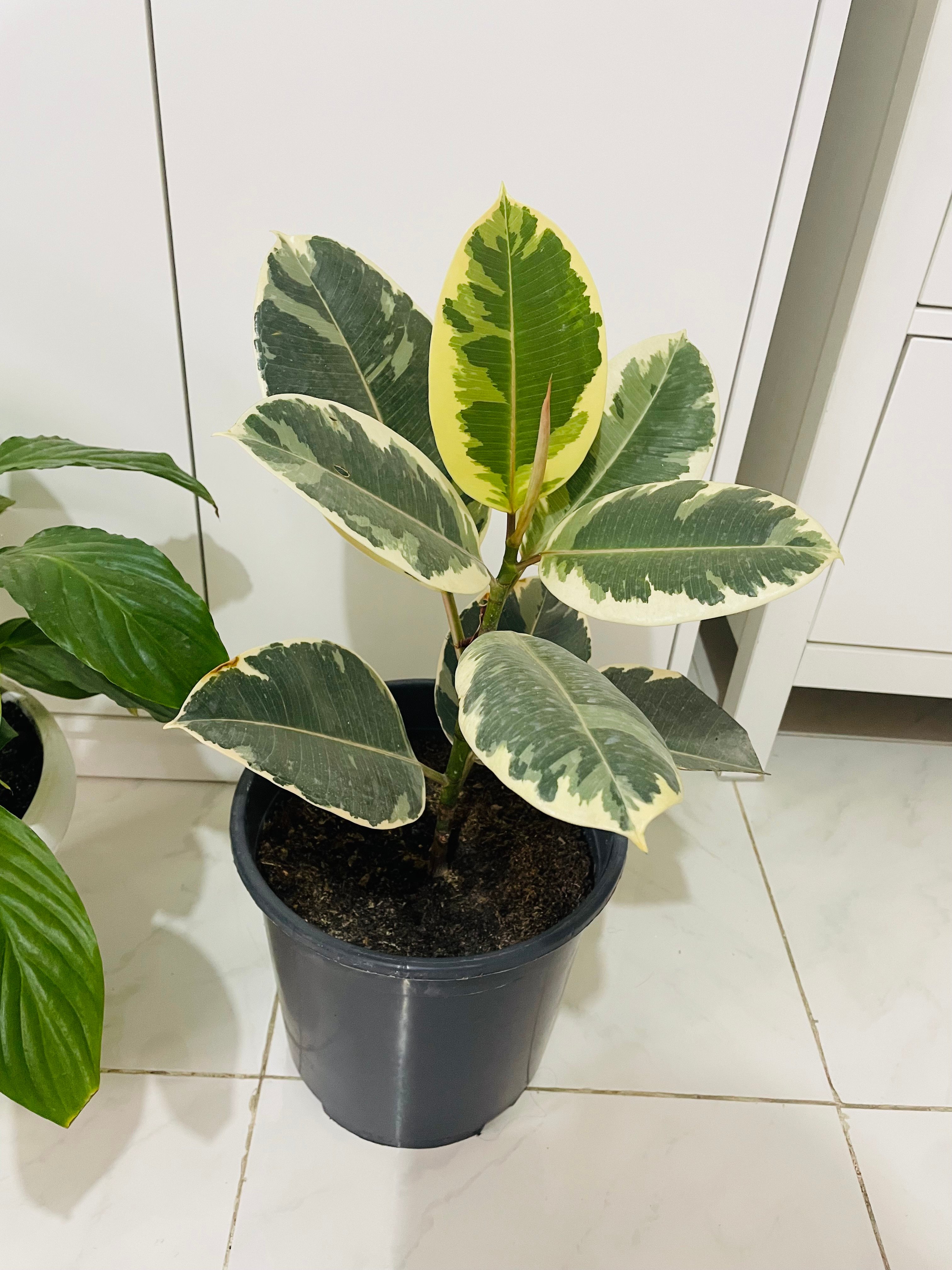 Indoor plants  - Image 2