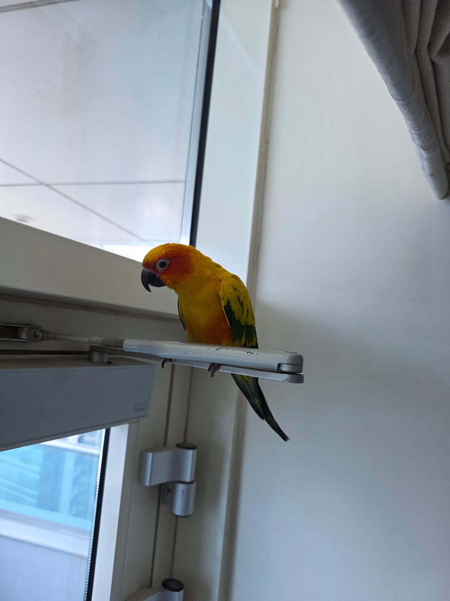 ببغاء Sunconure Mango - Image 5