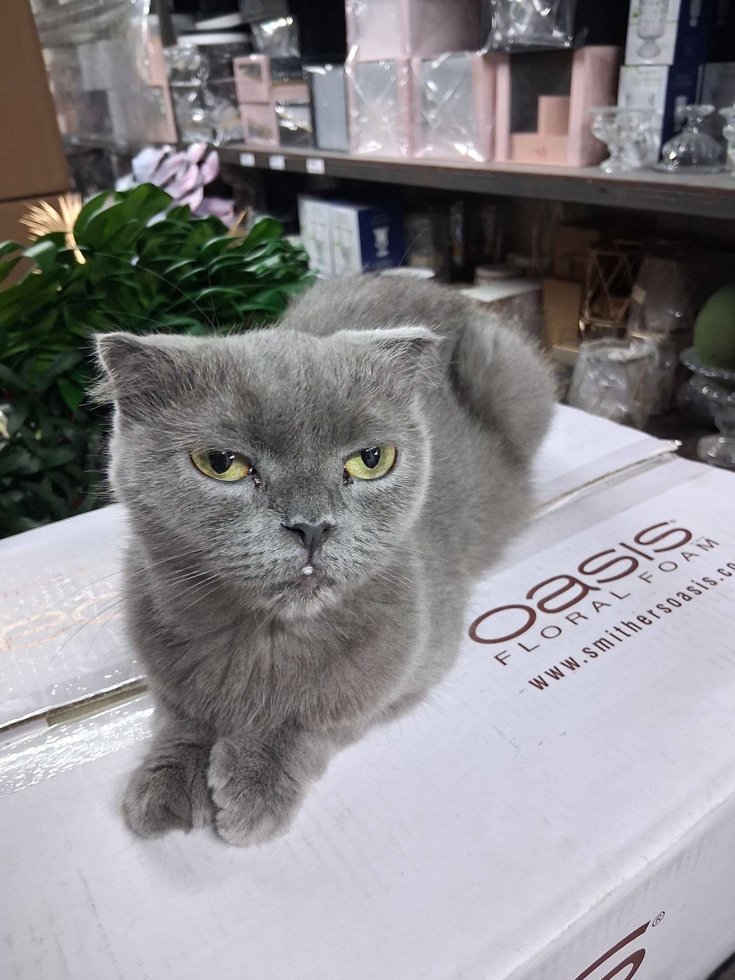 Scottish fold - Image 2