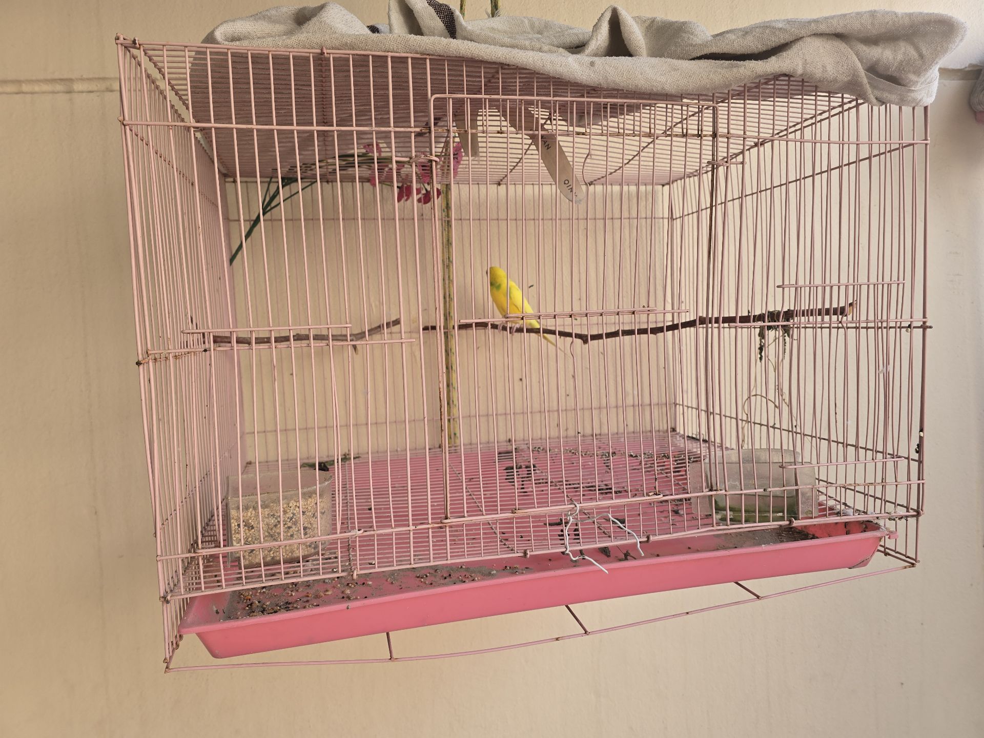 LOVE BIRDS- ABU HAMOUR - Image 3