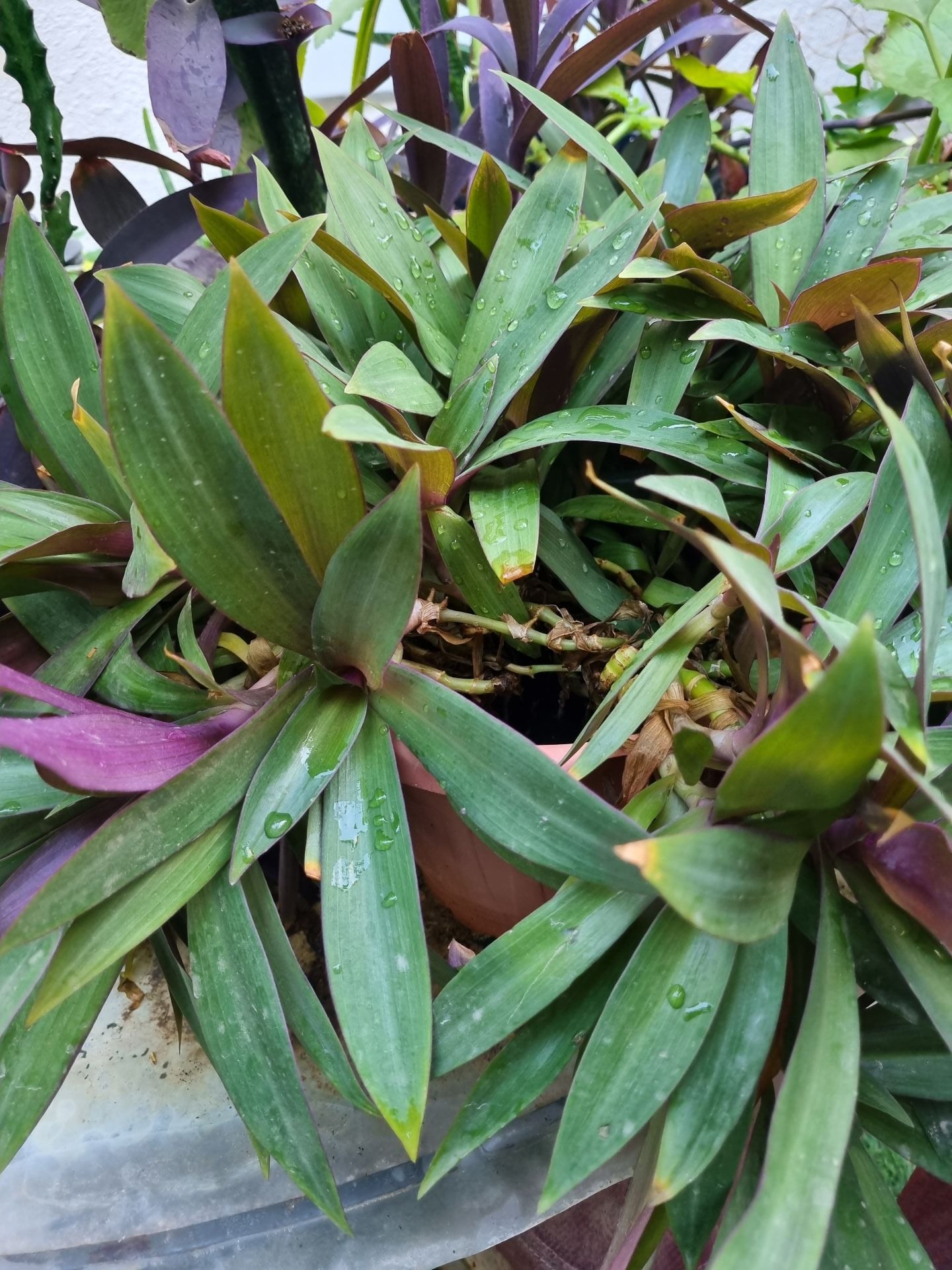 Big pots with flourishing plants - Image 3