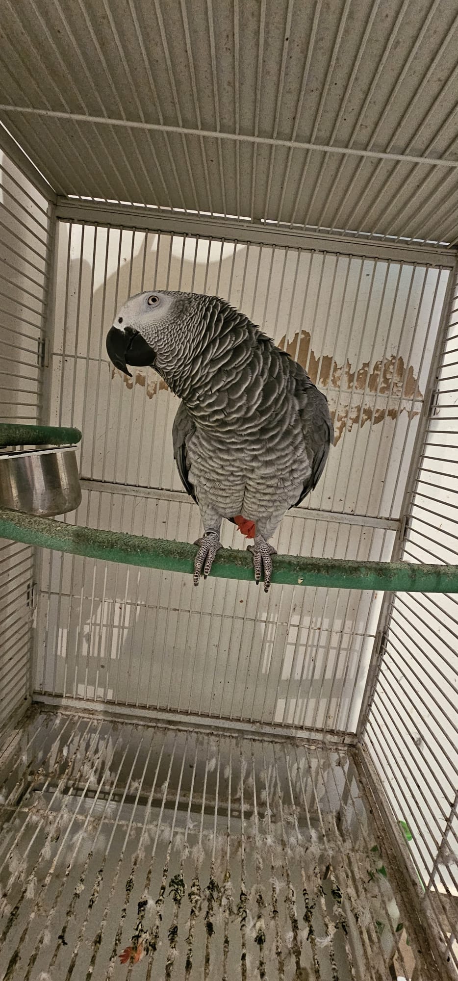 Birds for Sale - Healthy and Vibrant Pets - Image 7