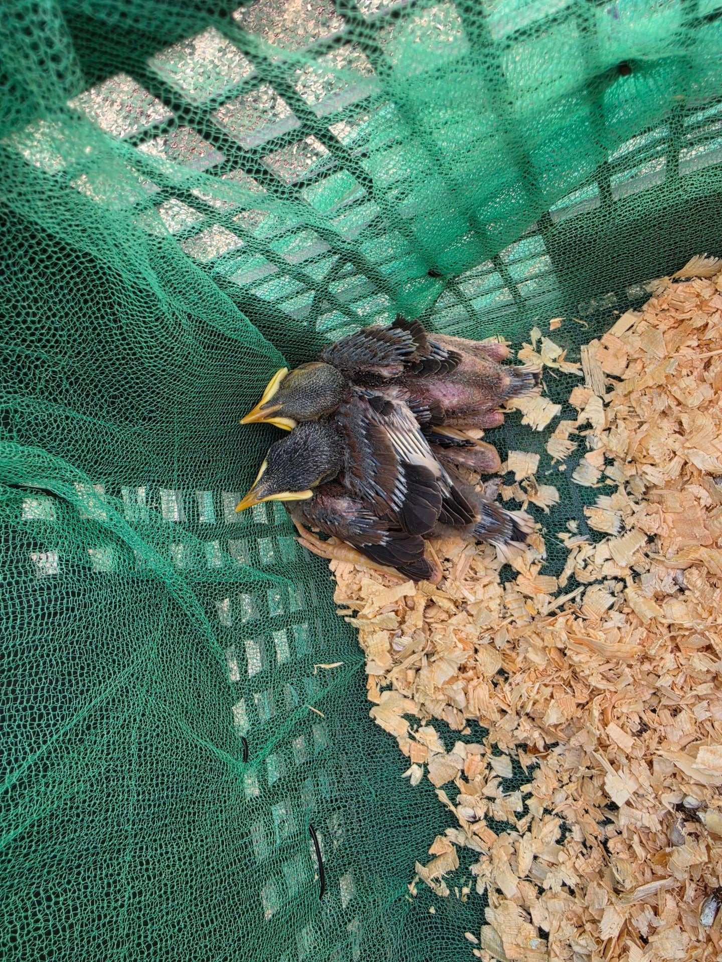 Bird - Image 1