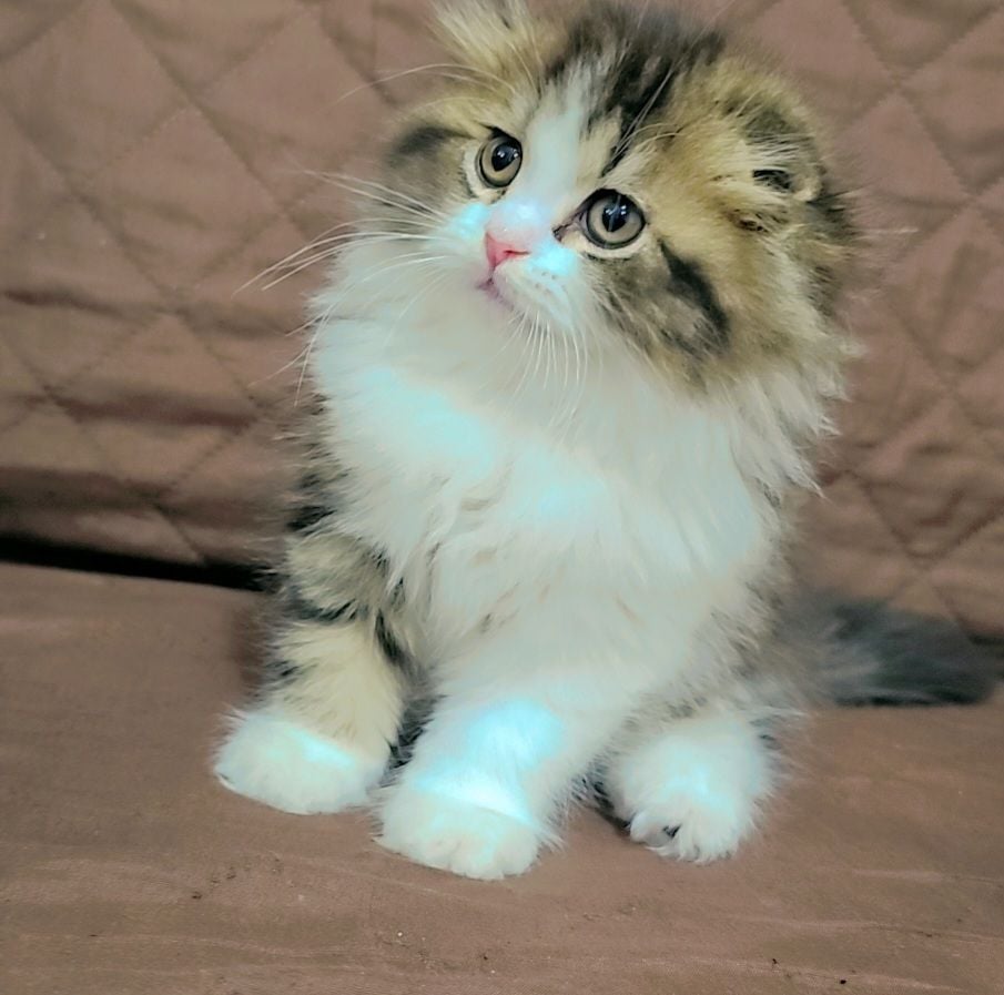 Shirazi& Scottish fold mix - Image 3